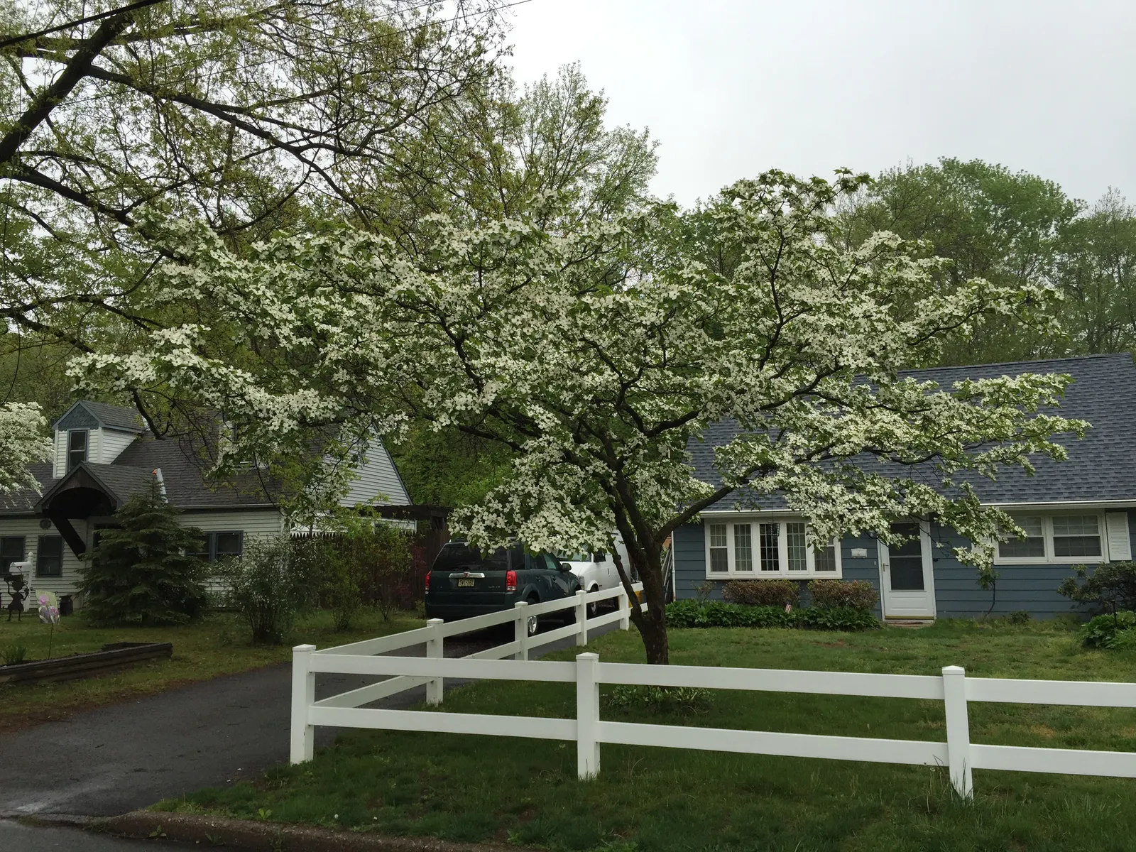 White Flowering Dogwood (Cornus Florida 'Alba') — white flowers in the garden