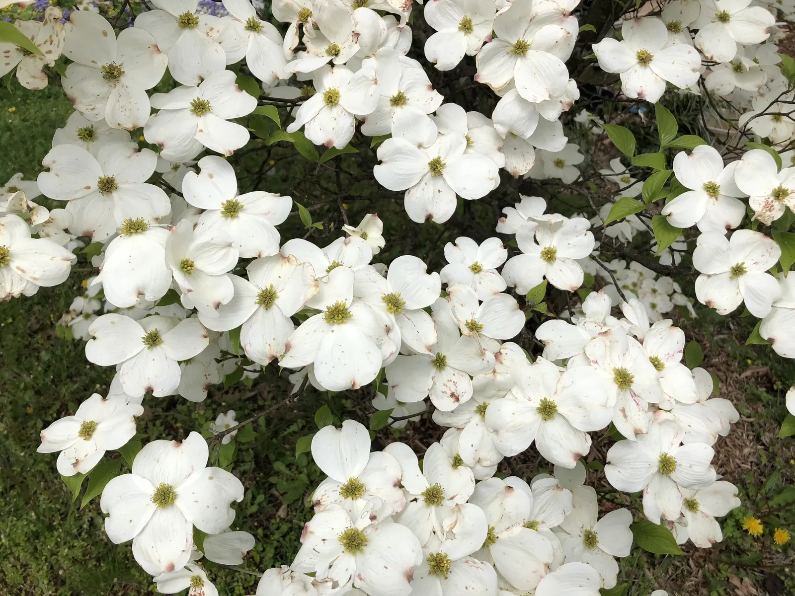 White Flowering Dogwood (Cornus Florida 'Alba') — The bracts can span up to 3 to 4 inches across, providing a vivid contrast against the deep green foliage