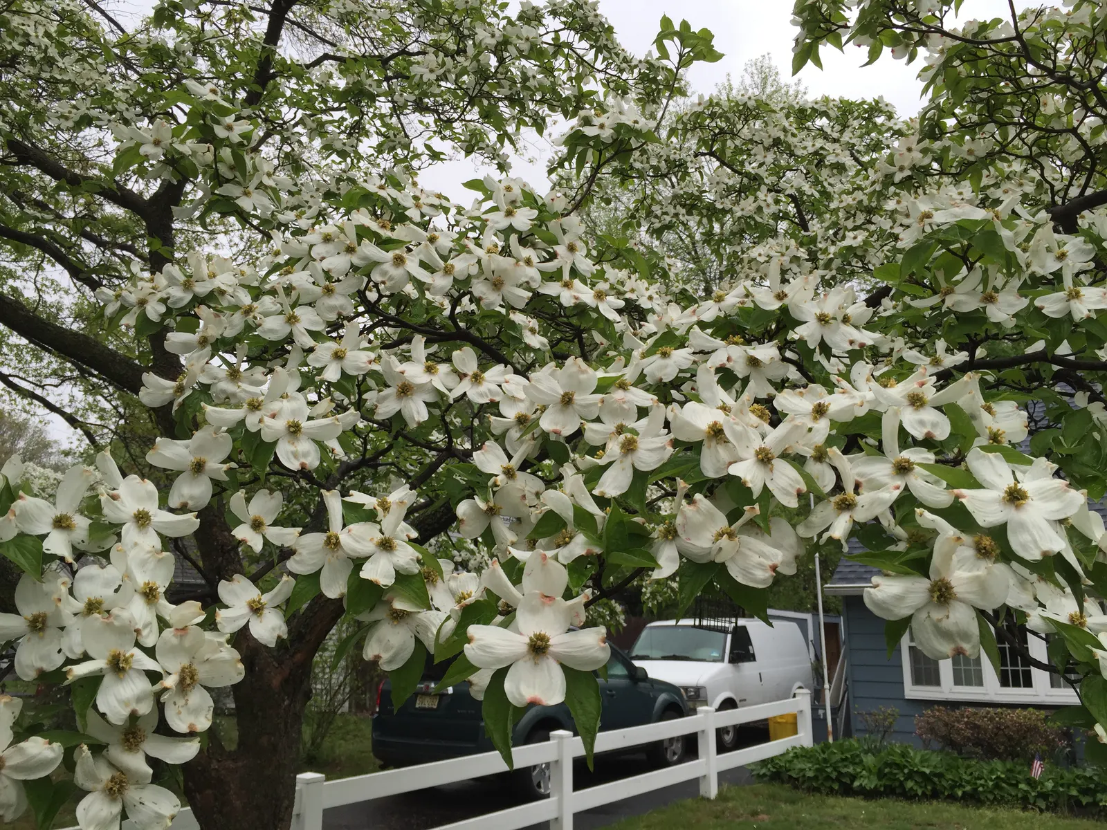 White Flowering Dogwood (Cornus Florida 'Alba') — which surround the tree's true tiny