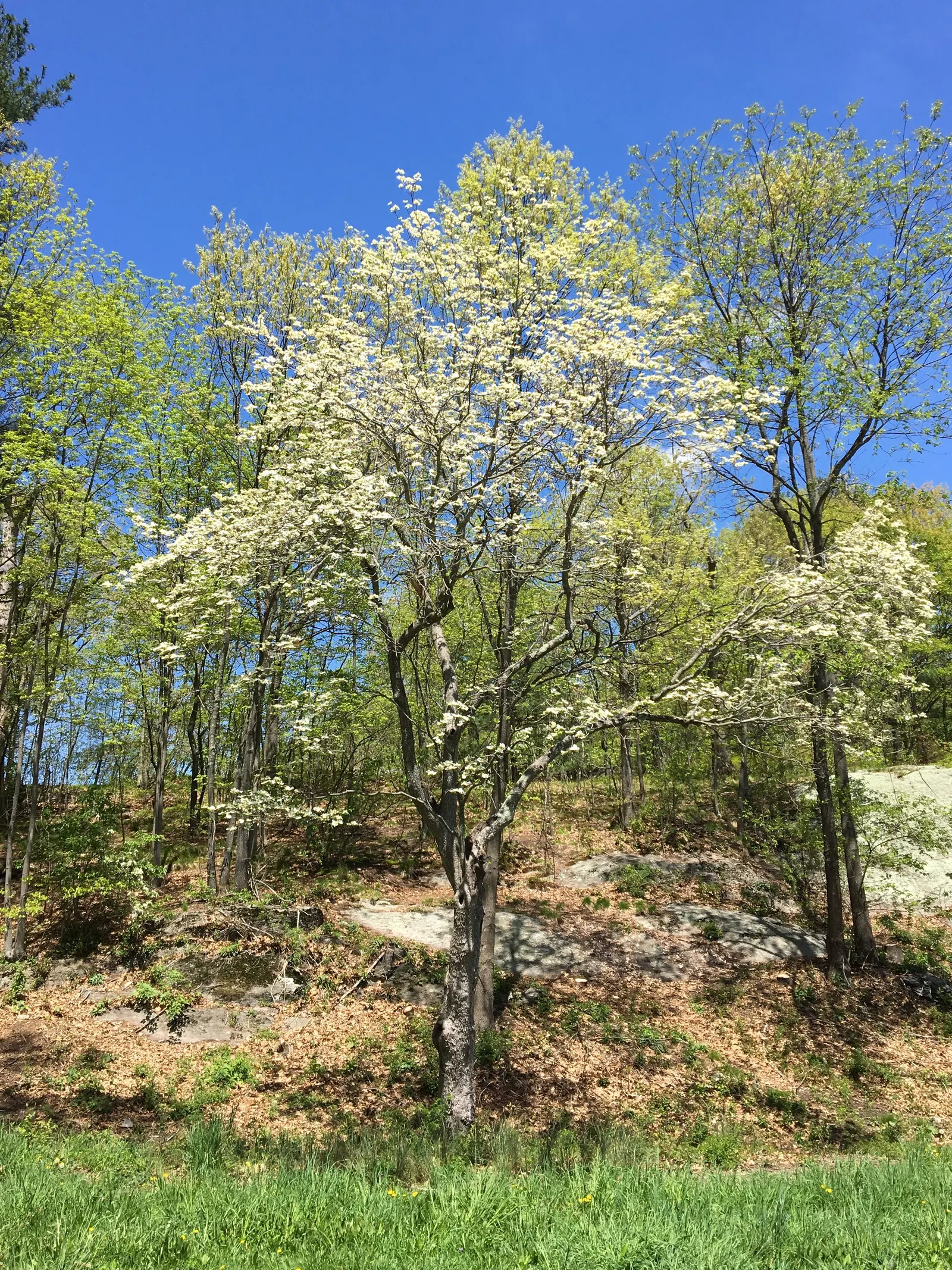 White Flowering Dogwood (Cornus Florida 'Alba') — Regular mulching can help retain soil moisture and temperature