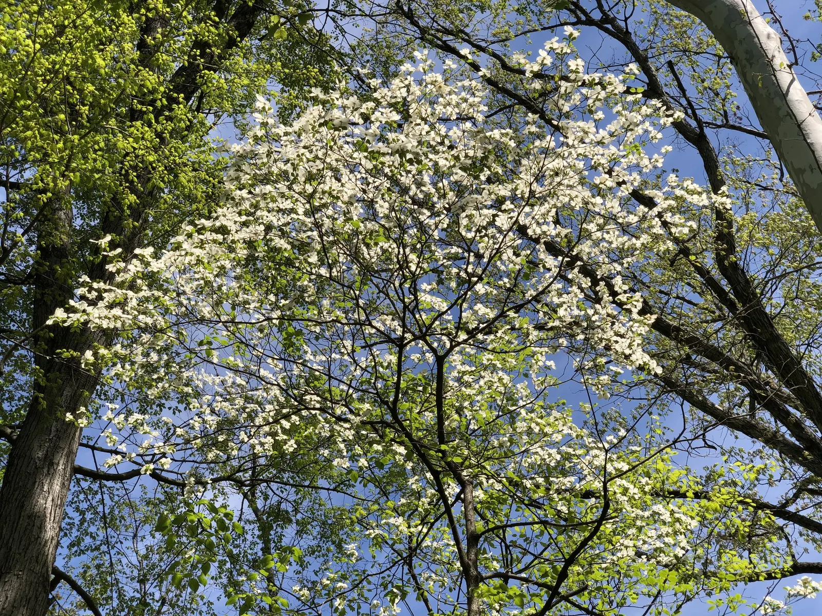 White Flowering Dogwood (Cornus Florida 'Alba') — It matures to about 20-30 feet in height and spreads up to 25 feet