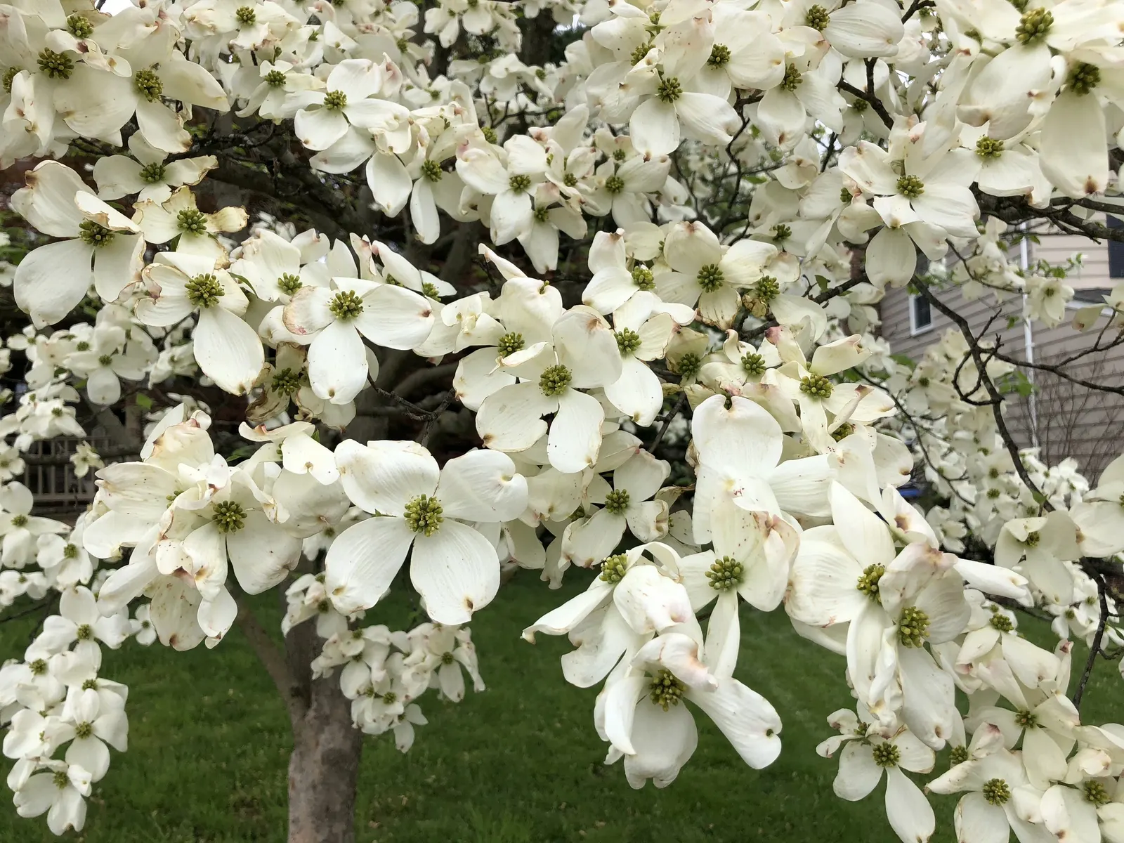 White Flowering Dogwood (Cornus Florida 'Alba') — often mistaken for petals