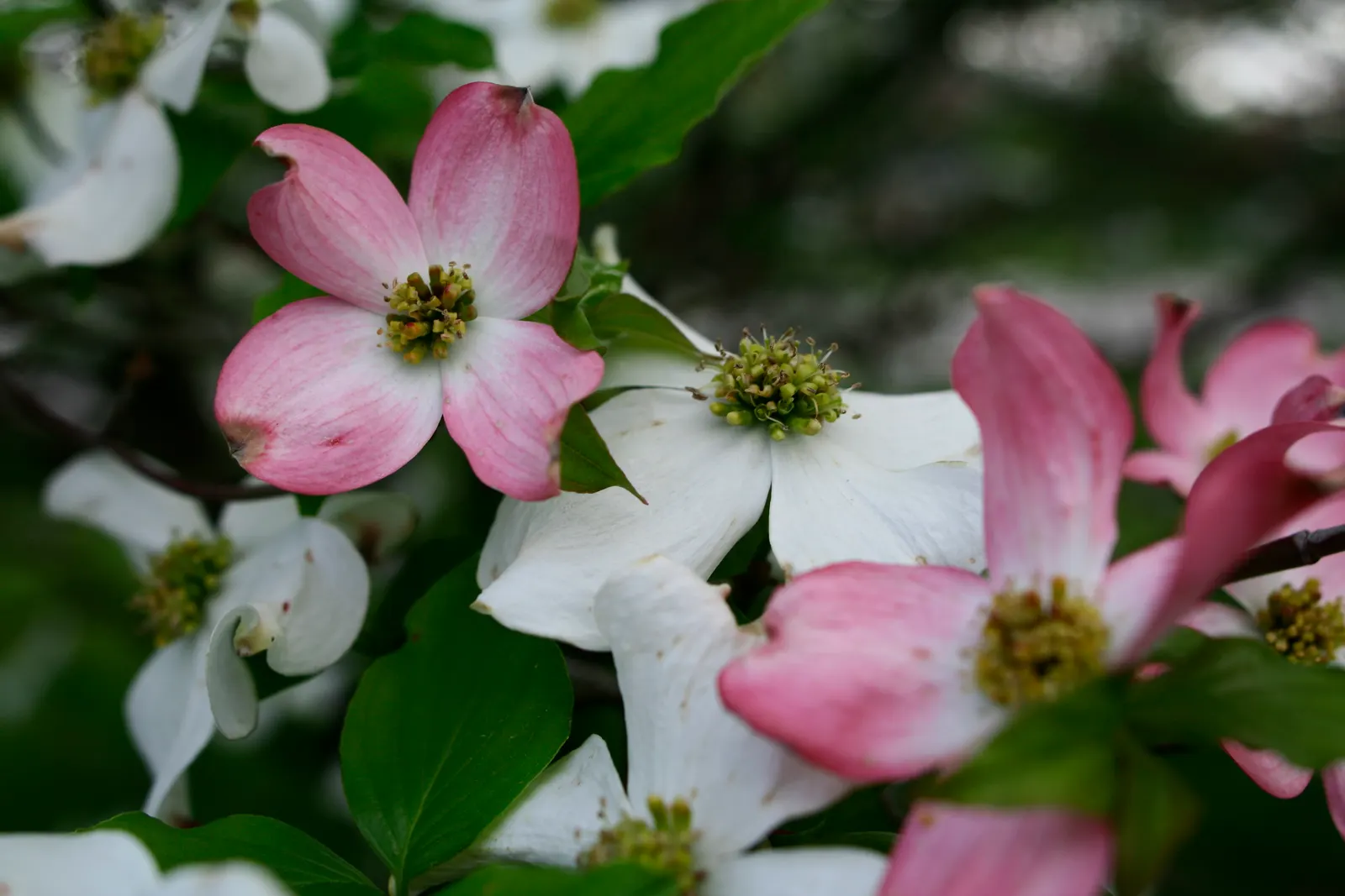 White Flowering Dogwood (Cornus Florida 'Alba') — It benefits from partial shade, though it can tolerate full sun if kept well-watered