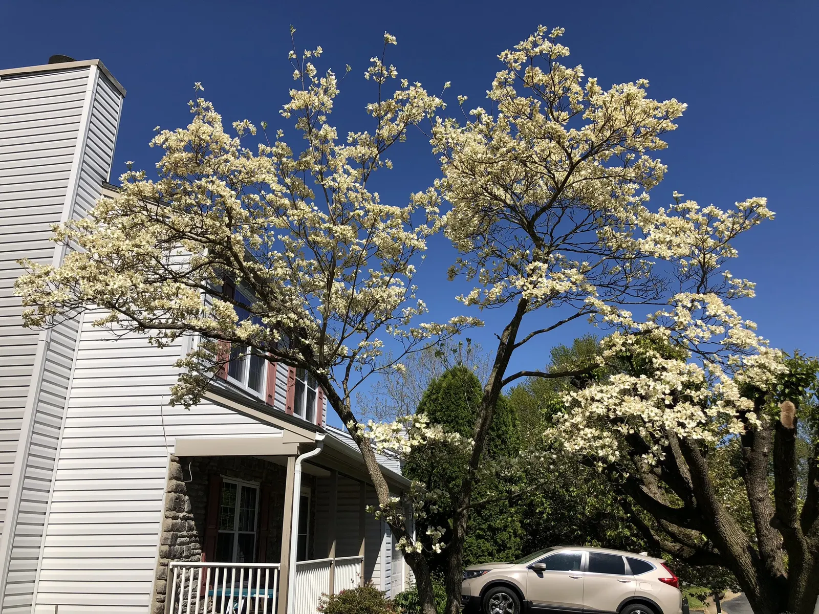White Flowering Dogwood (Cornus Florida 'Alba') — Excellent as a focal point or for enhancing woodland gardens