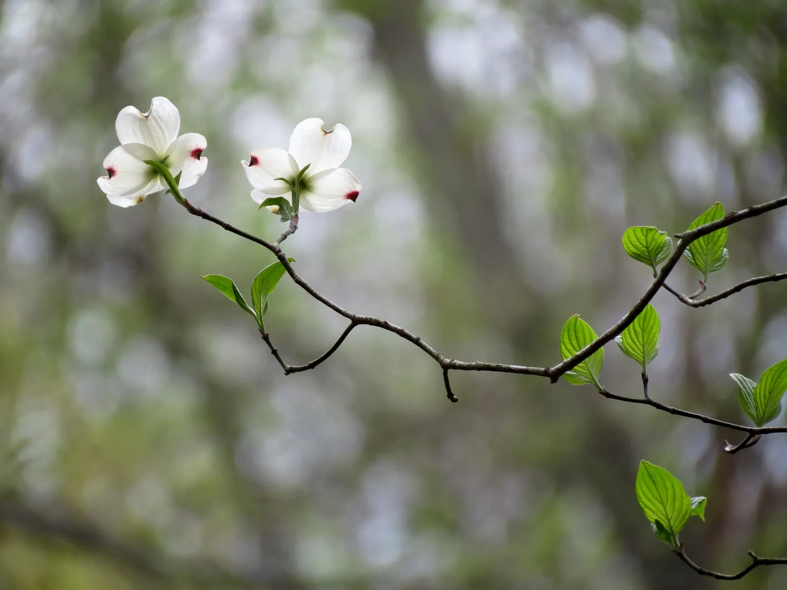 White Flowering Dogwood (Cornus Florida 'Alba') — Growing to a mature height of approximately 20 to 30 feet with a spread almost as wide