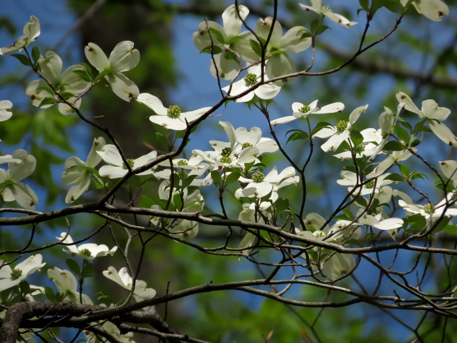 White Flowering Dogwood (Cornus Florida 'Alba') — is an iconic ornamental tree that brings a striking aesthetic to any landscape