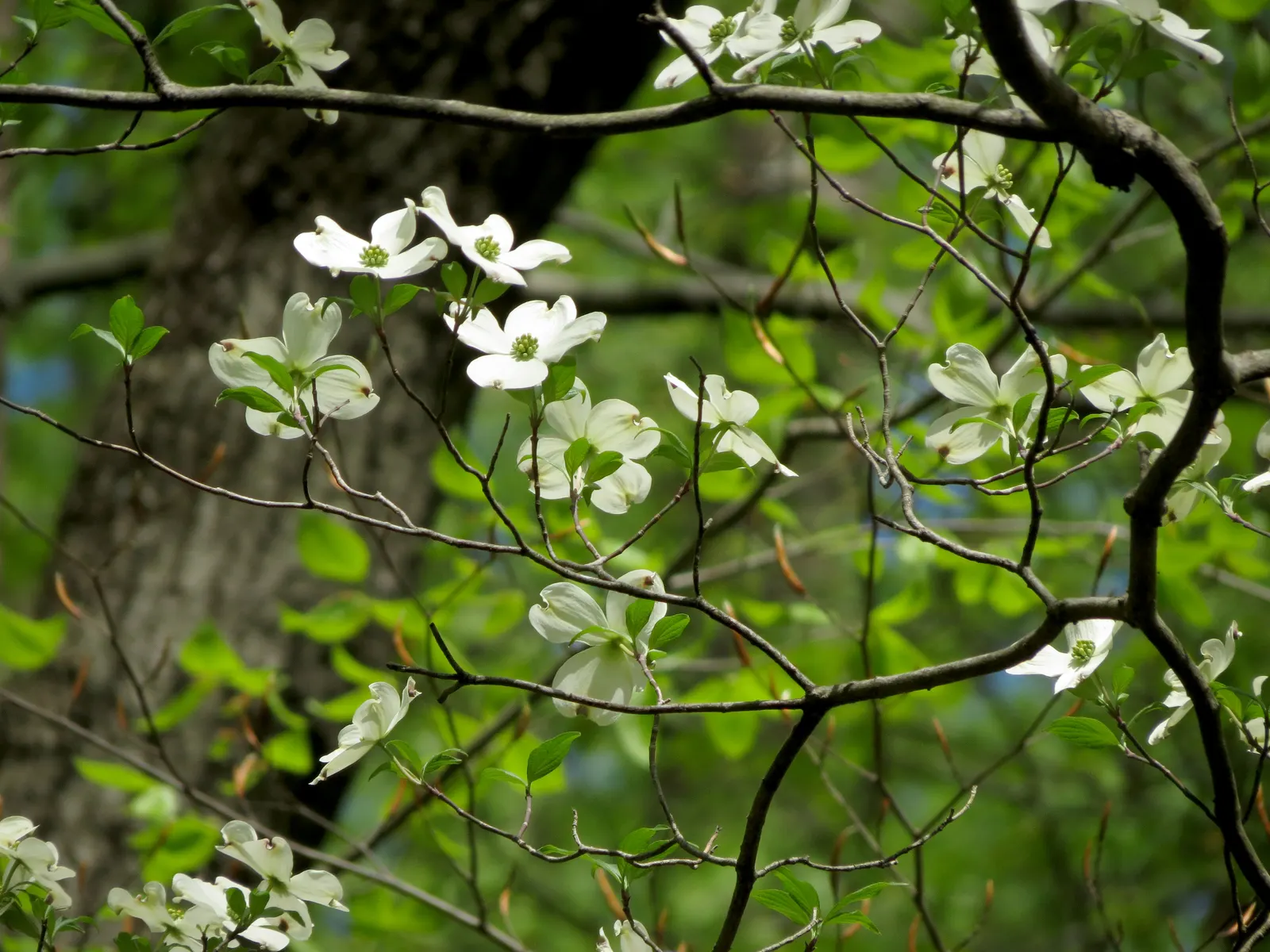 White Flowering Dogwood (Cornus Florida 'Alba') — Disease and pest resistance are moderate; however