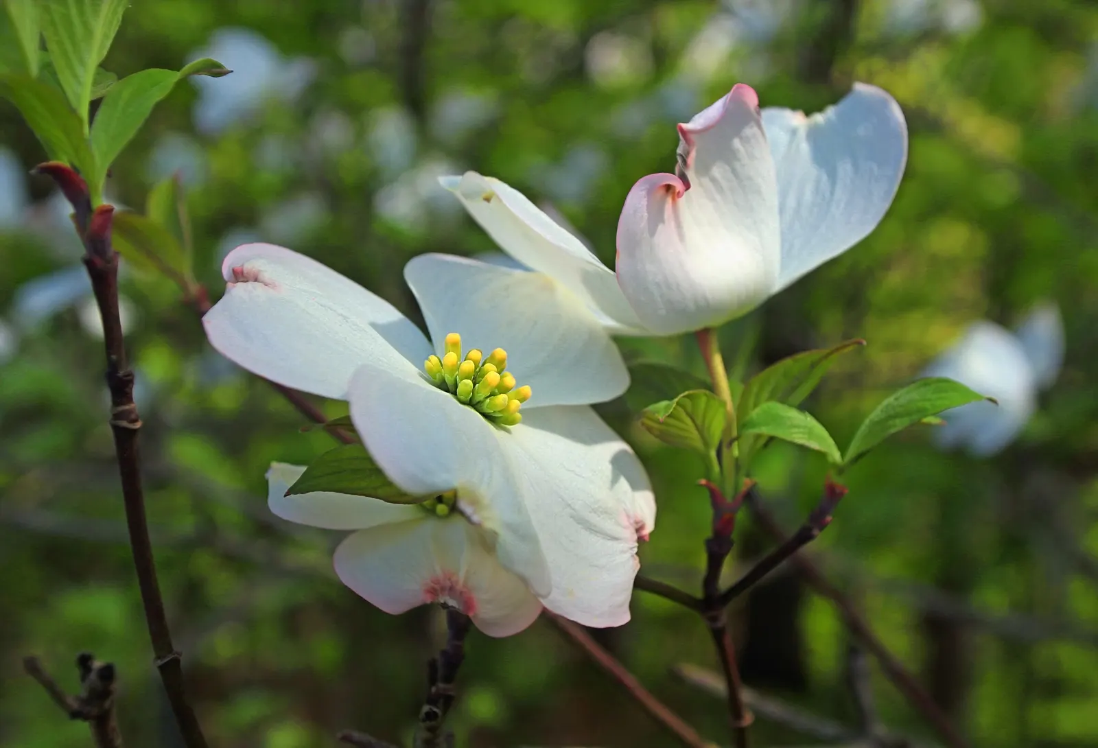 White Flowering Dogwood (Cornus Florida 'Alba') — allow for a root spread area with a radius of at least 6 to 8 feet