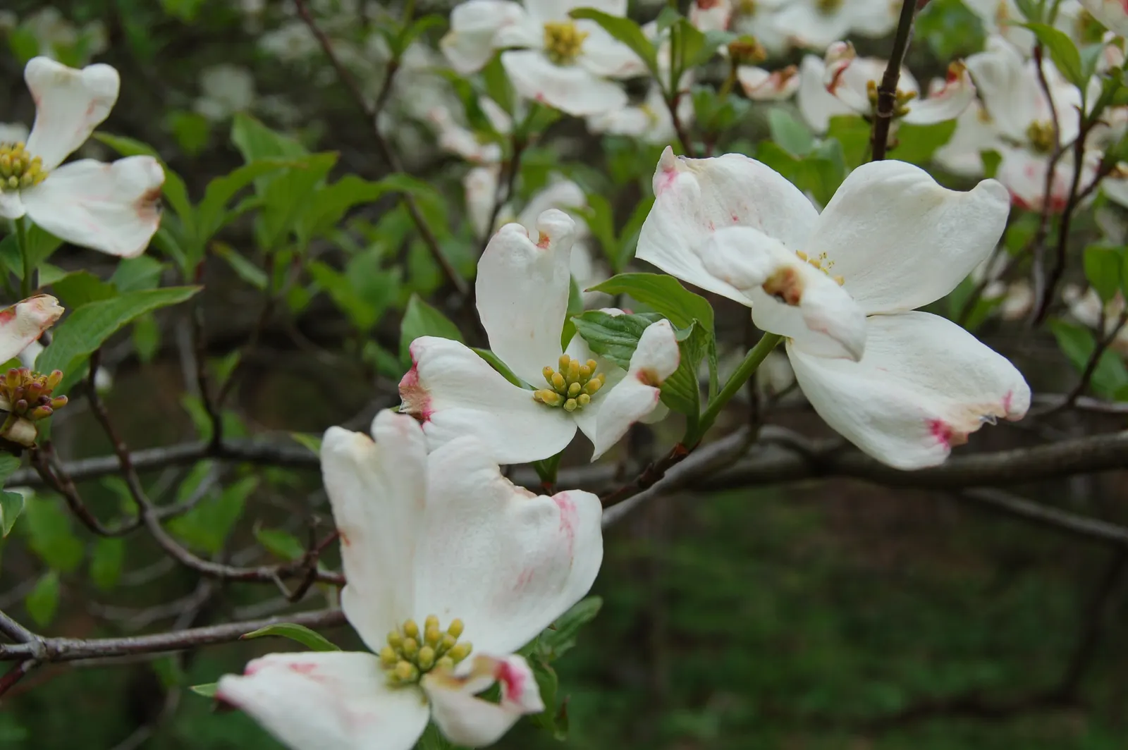 White Flowering Dogwood (Cornus Florida 'Alba') — the White Flowering Dogwood thrives in USDA Hardiness Zones 5 through 9