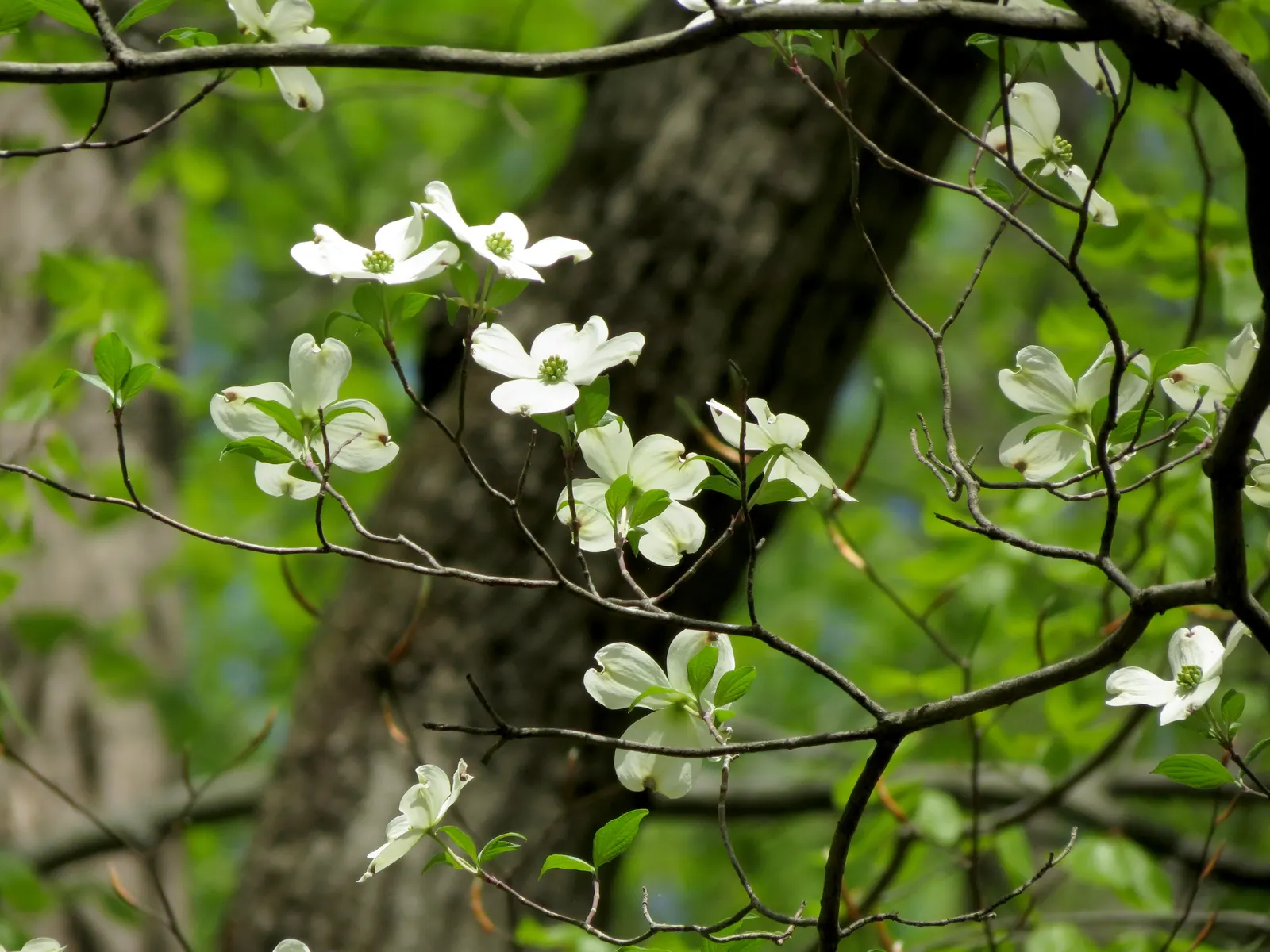 White Flowering Dogwood (Cornus Florida 'Alba') — rounded canopy that fits well in both spacious lawns and modest garden spaces