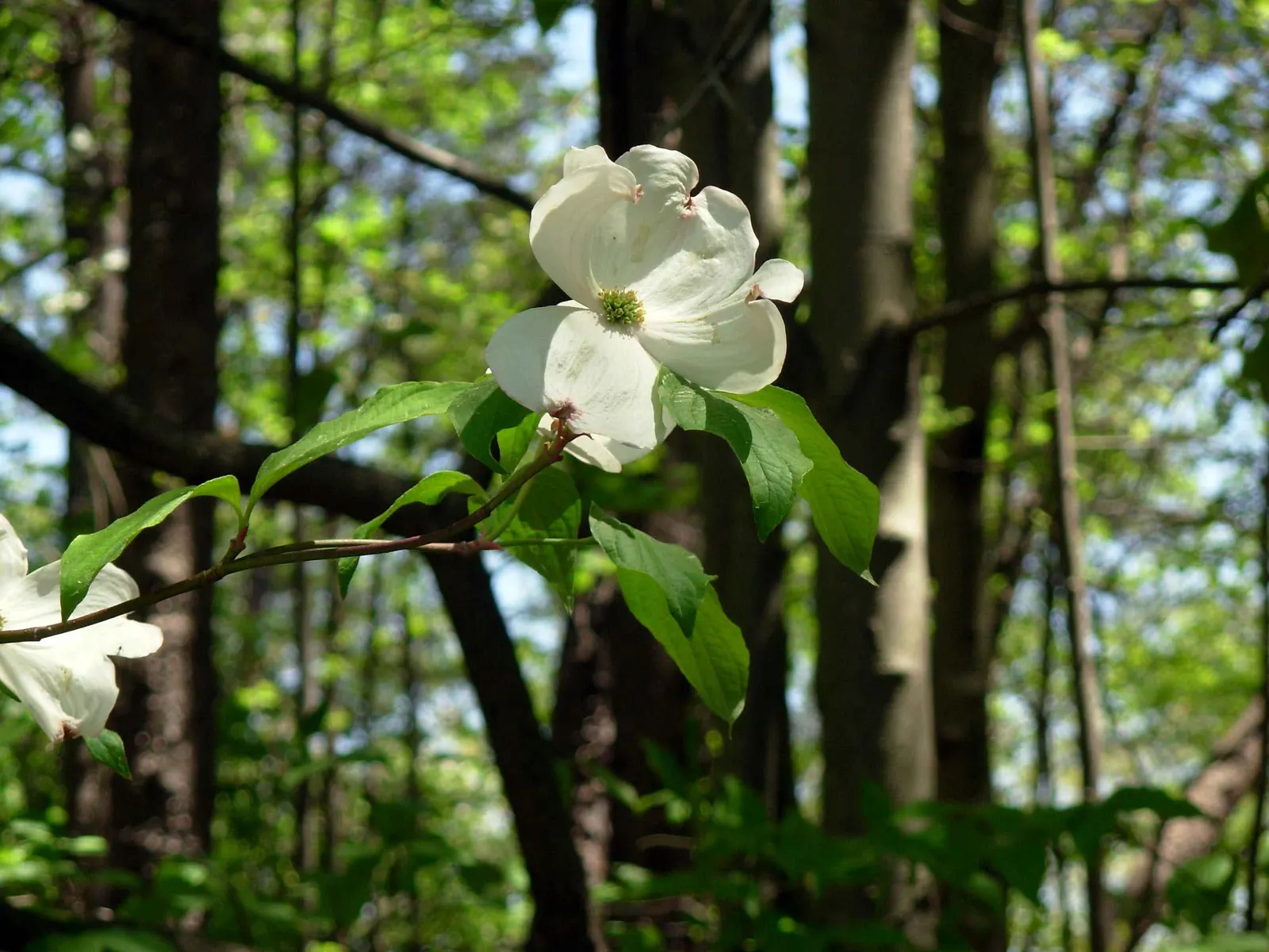 White Flowering Dogwood (Cornus Florida 'Alba') — noted for its showy white blooms that emerge in spring