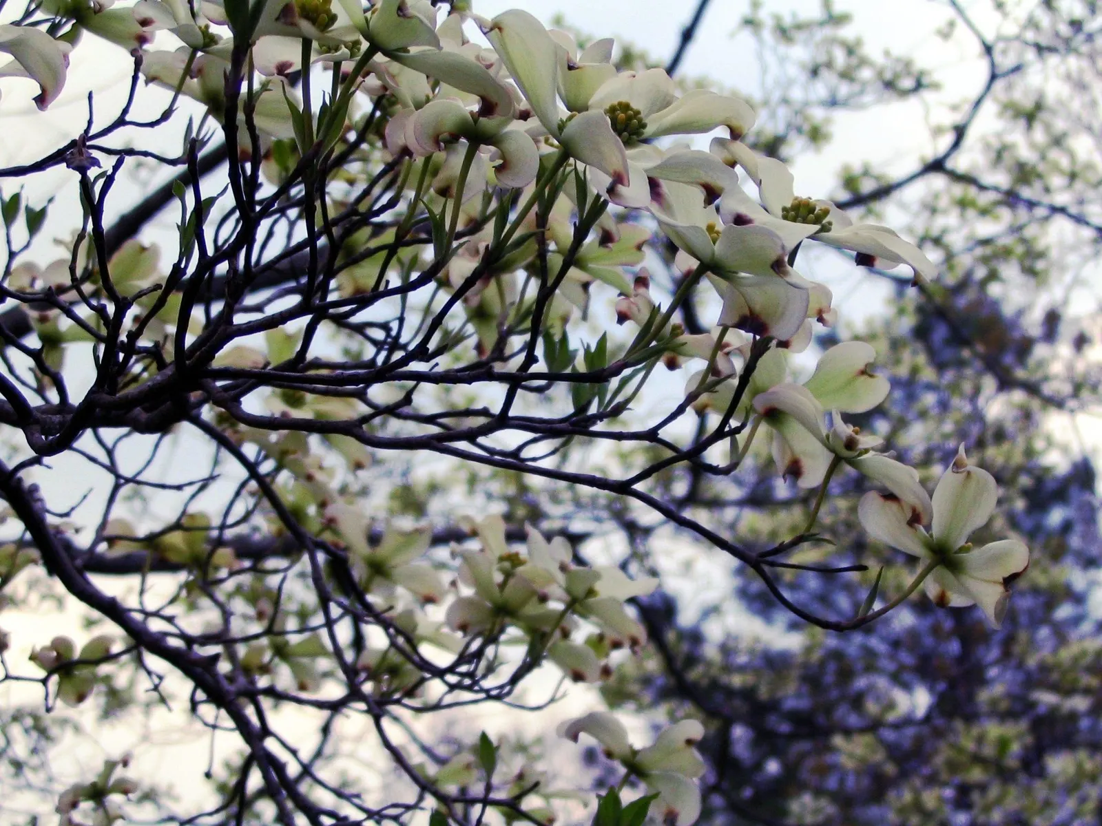White Flowering Dogwood (Cornus Florida 'Alba') — This tree offers year-round interest with red fall foliage and decorative red berries that attract birds