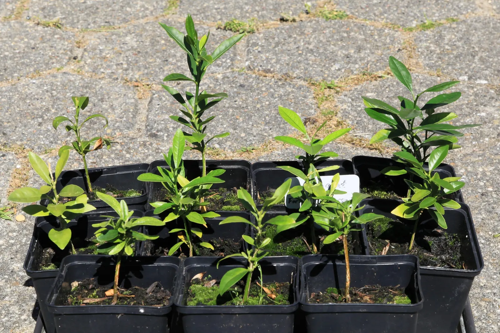 Nagami Kumquat (Fortunella Margarita 'Nagami') — evergreen leaves that provide a year-round lustrous backdrop
