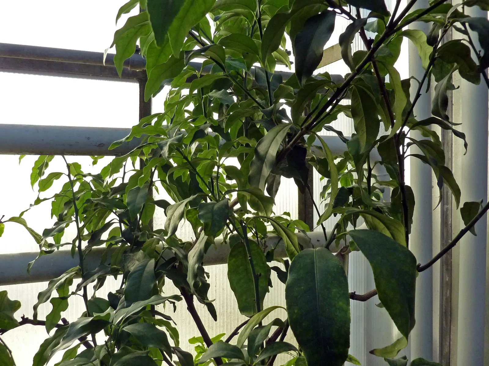 Nagami Kumquat (Fortunella Margarita 'Nagami') — Perfect for containers or as a hedge, it adds a subtropical flair with its glossy green leaves; hardy and
