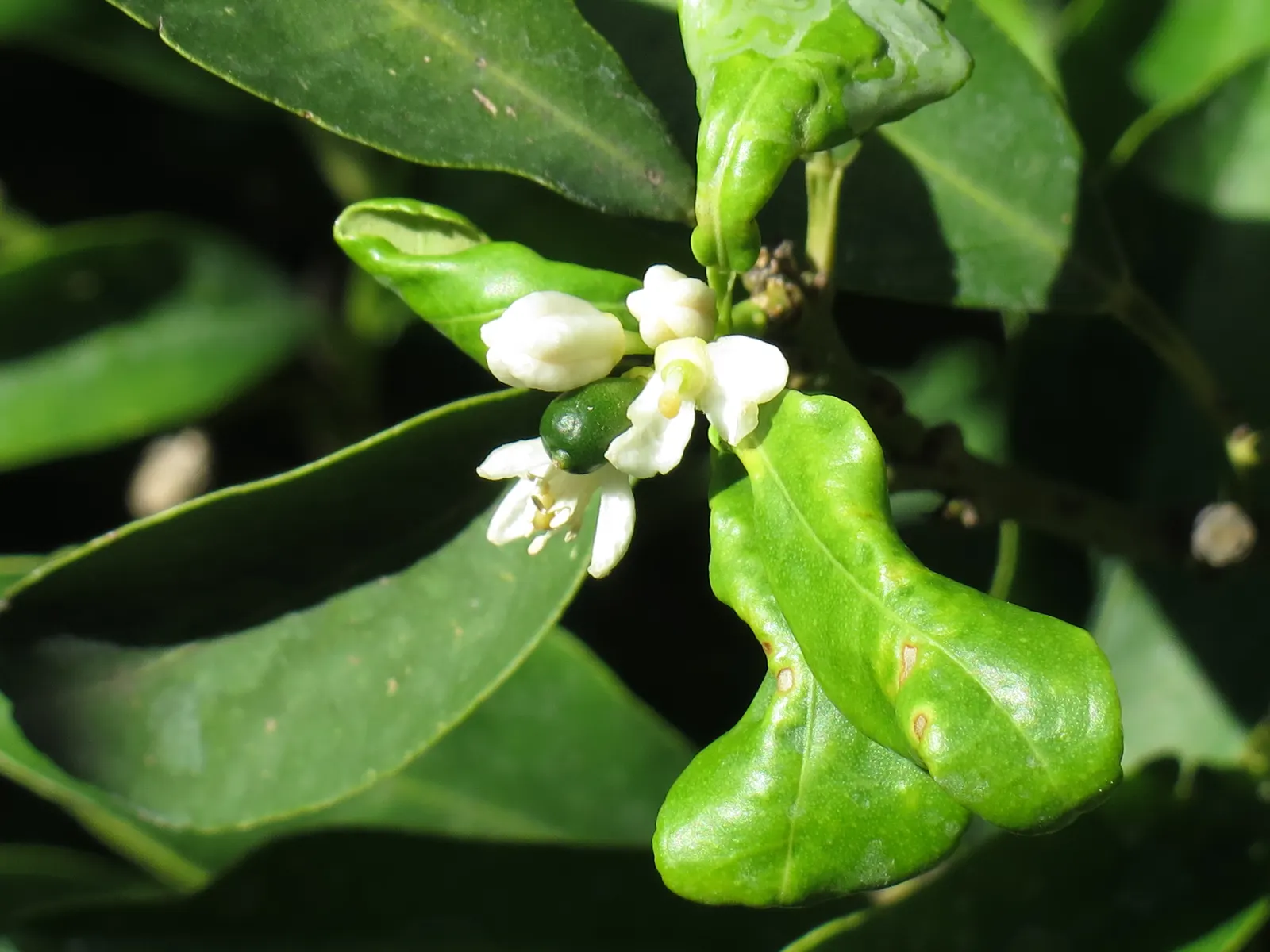 Nagami Kumquat (Fortunella Margarita 'Nagami') — the Nagami Kumquat is adorned with glossy; the tree sets forth its signature bright