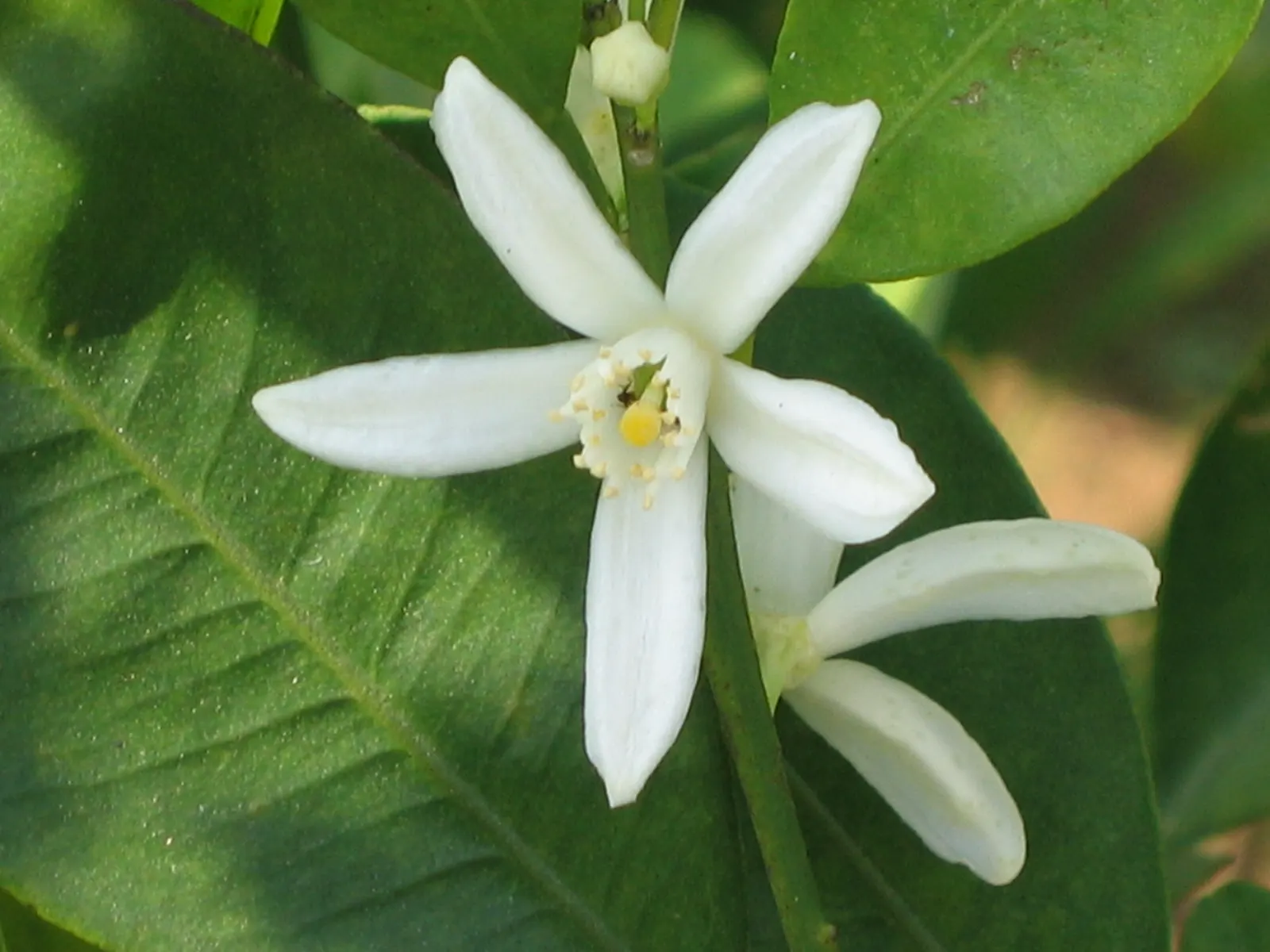 Nagami Kumquat (Fortunella Margarita 'Nagami') — Notable for its elongated, edible, bright orange fruits, it bears fragrant white flowers; or as a refreshing