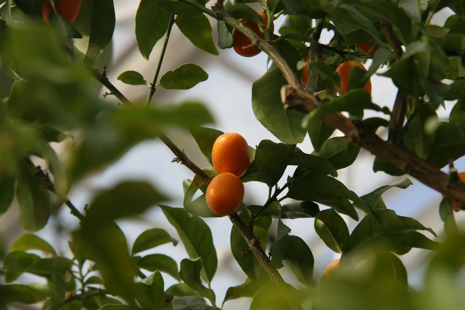 Nagami Kumquat (Fortunella Margarita 'Nagami') — citrus shrub reaching up to 8 feet tall and 6 feet wide; evergreen leaves that provide a year-round lustrous