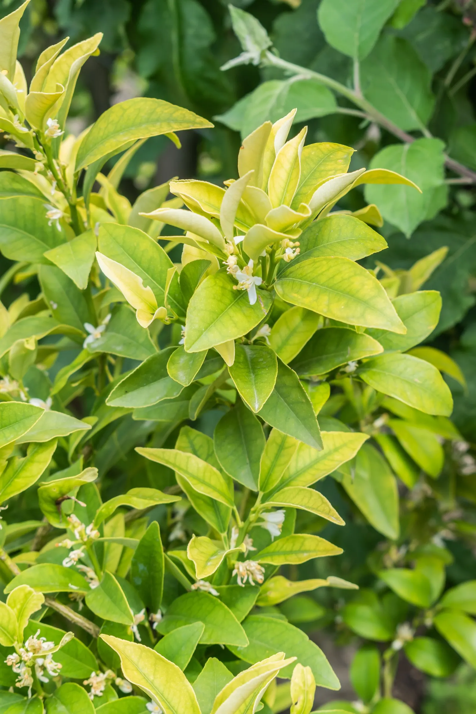 Nagami Kumquat (Fortunella Margarita 'Nagami') — Perfect for containers or as a hedge, it adds a subtropical flair with its glossy green leaves