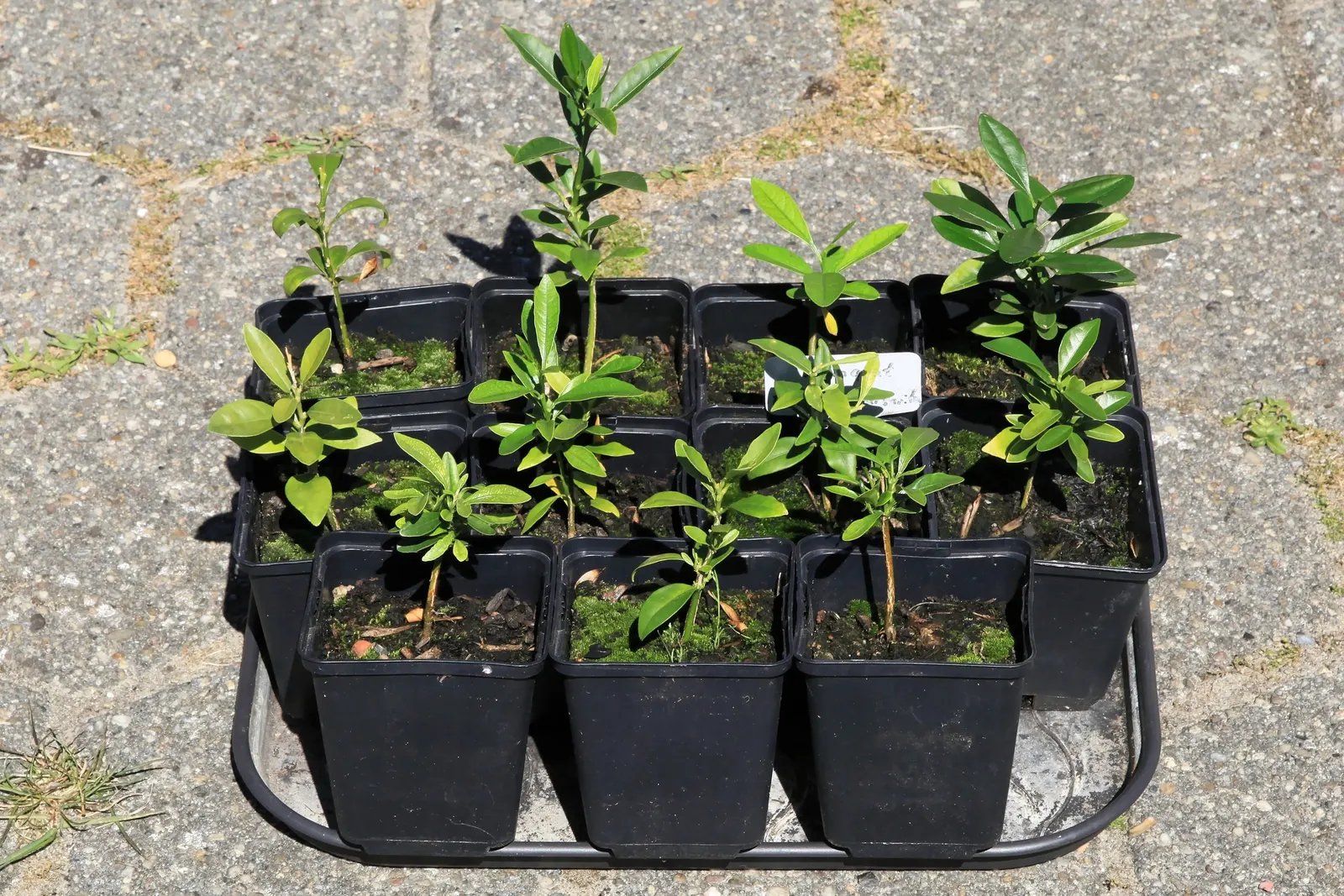 Nagami Kumquat (Fortunella Margarita 'Nagami') — dwarf citrus tree highly prized in landscape design for its compact size; this tree can tolerate temperatures