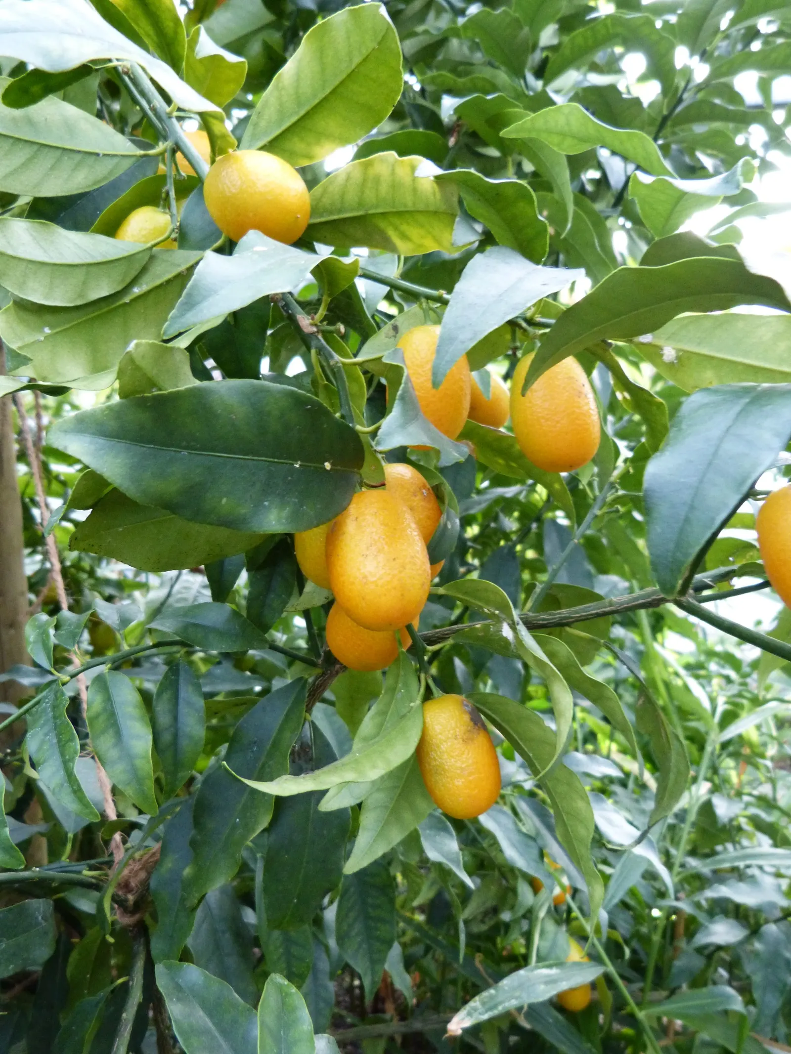 Nagami Kumquat (Fortunella Margarita 'Nagami') — and are often used in marmalades