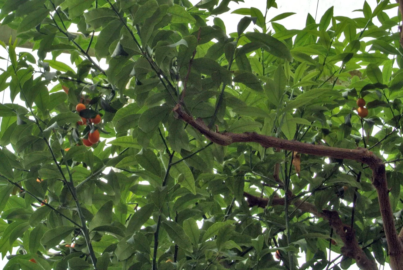 Nagami Kumquat (Fortunella Margarita 'Nagami') — but protection is advised during occasional cold snaps