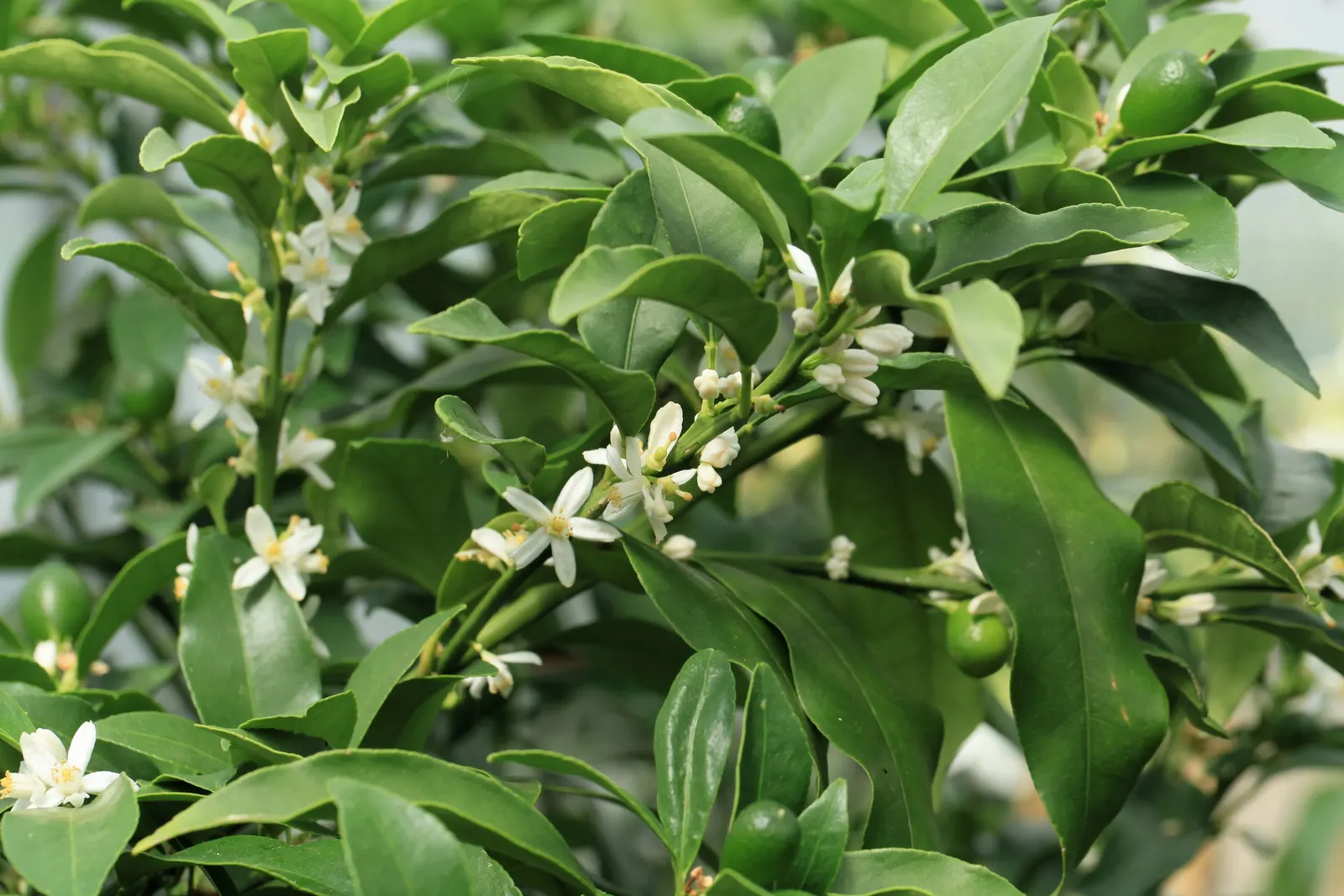 Nagami Kumquat (Fortunella Margarita 'Nagami') — fragrant flowers adding subtle charm and a delicate fragrance