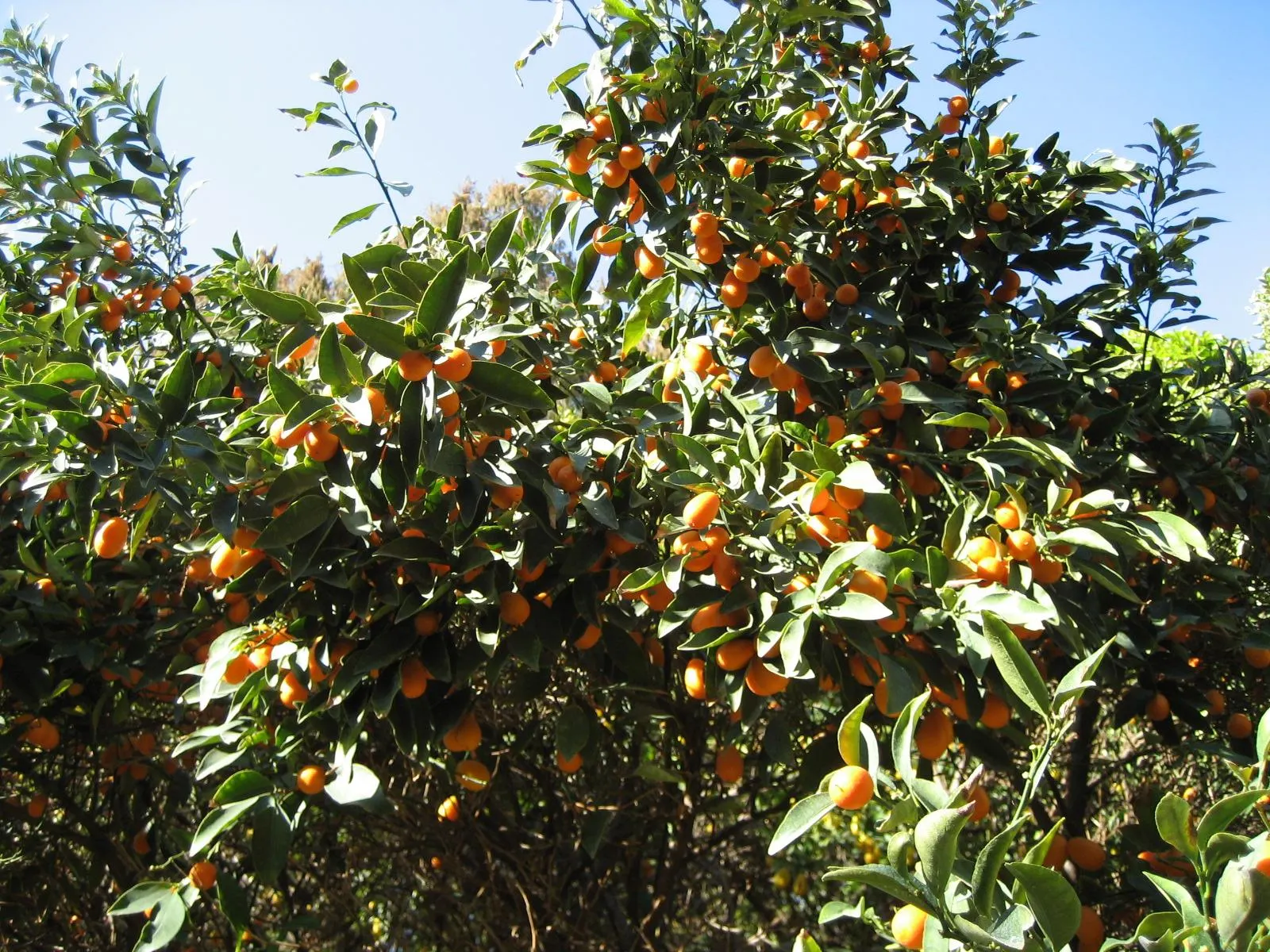 Nagami Kumquat (Fortunella Margarita 'Nagami') — The Nagami Kumquat (Fortunella margarita 'Nagami') is an ornamental
