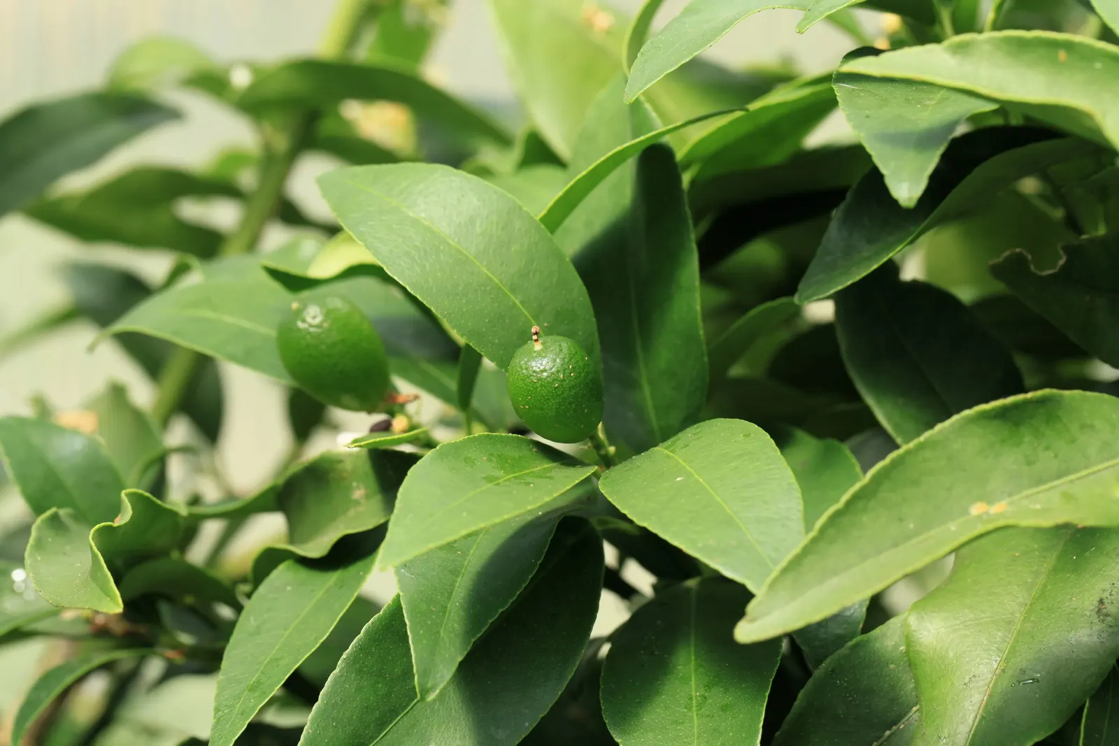 Nagami Kumquat (Fortunella Margarita 'Nagami') — or as a refreshing snack.<br><br>For optimal growth