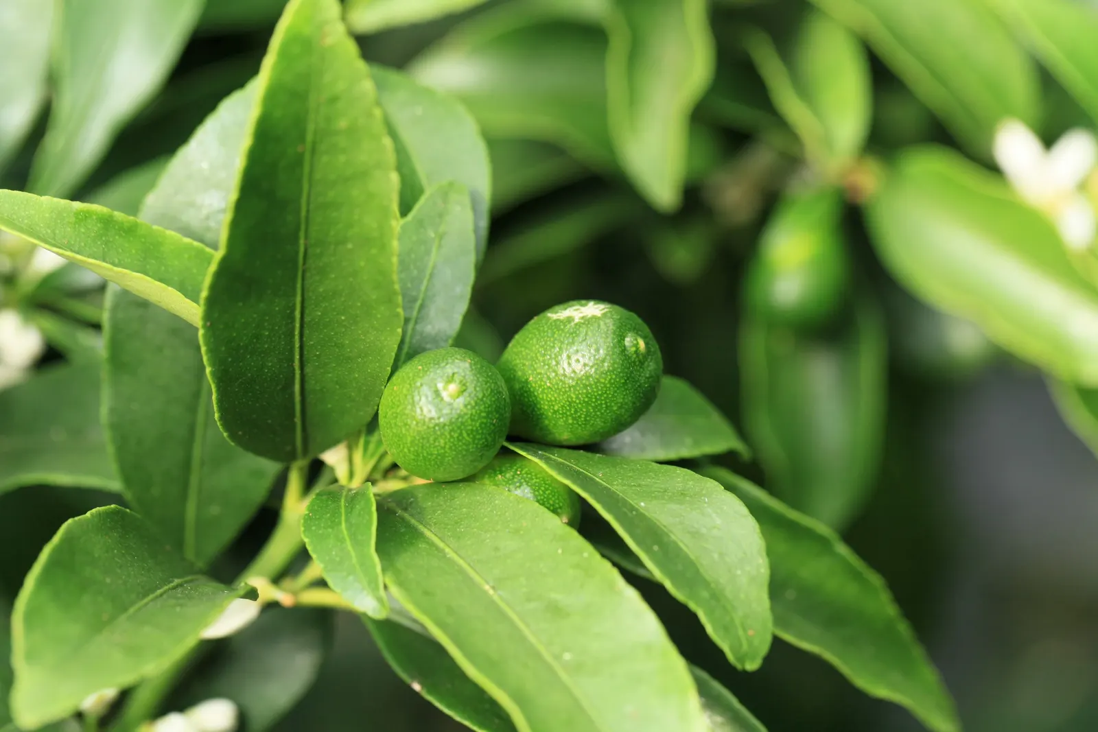 Nagami Kumquat (Fortunella Margarita 'Nagami') — dwarf citrus tree highly prized in landscape design for its compact size
