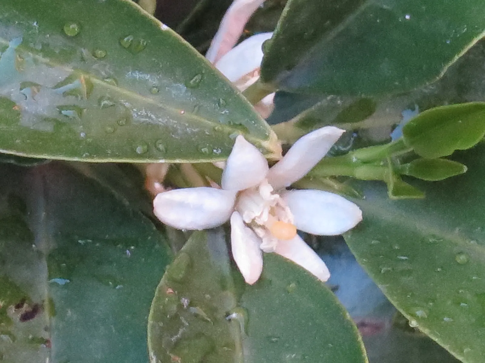 Nagami Kumquat (Fortunella Margarita 'Nagami') — Notable for its elongated, edible, bright orange fruits, it bears fragrant white flowers