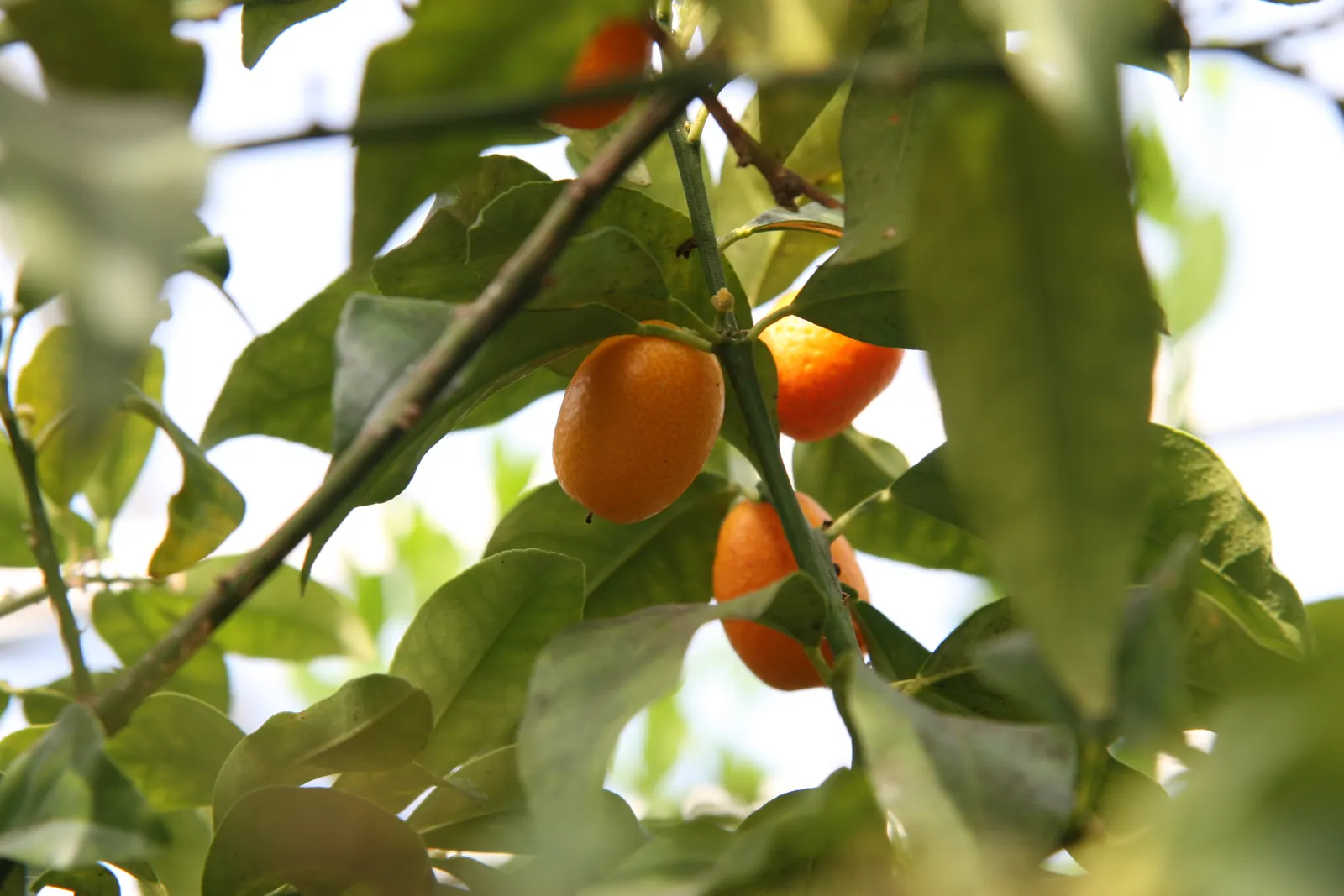 Nagami Kumquat (Fortunella Margarita 'Nagami') — white flowers in the garden