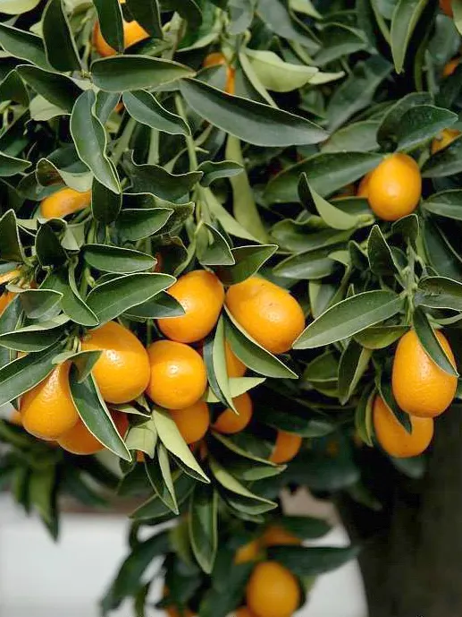 Nagami Kumquat (Fortunella Margarita 'Nagami') — making it an excellent choice for small gardens or as a potted specimen on a patio.<br><br>Displaying a dense