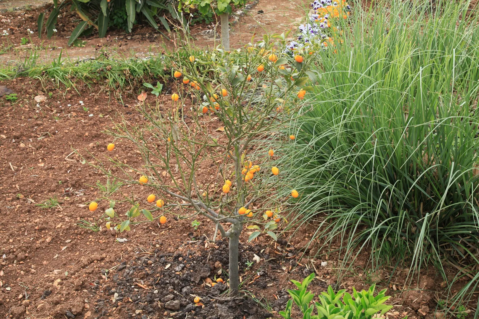 Nagami Kumquat (Fortunella Margarita 'Nagami') — the Nagami Kumquat is adorned with glossy