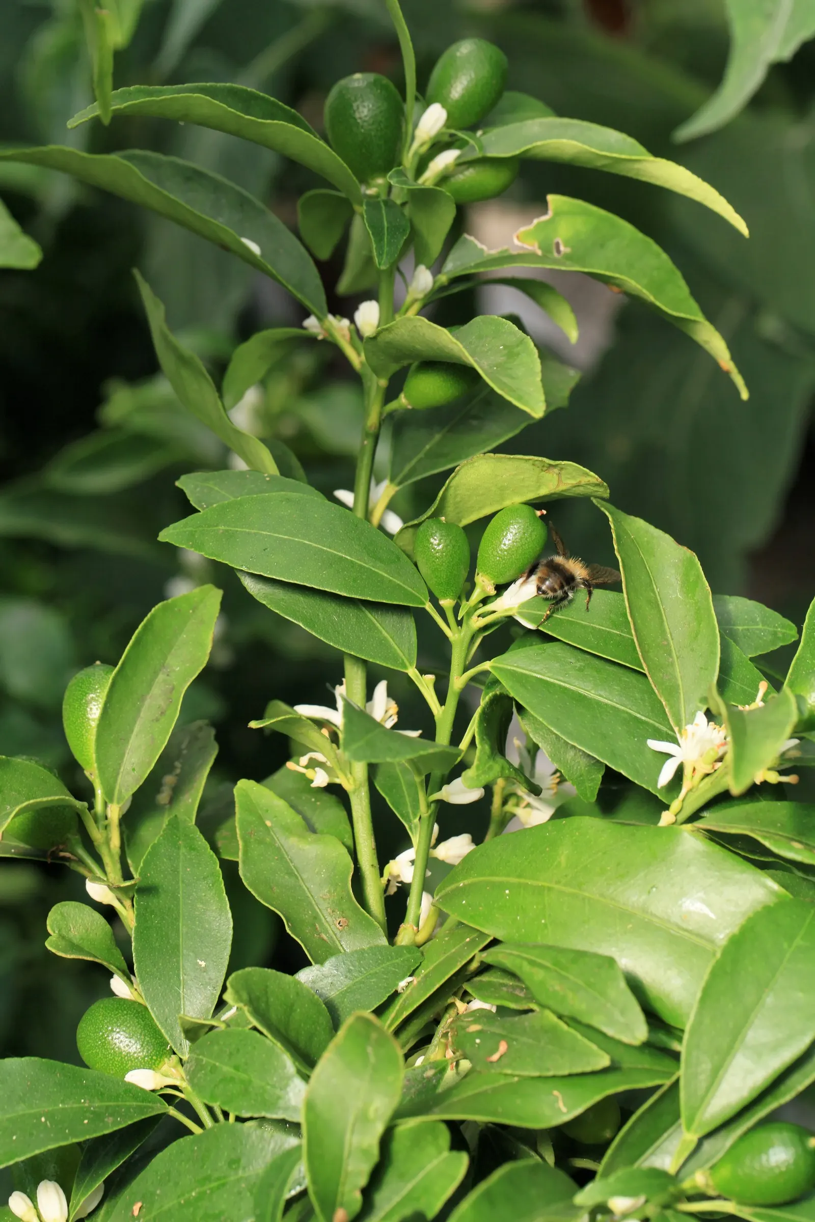 Nagami Kumquat (Fortunella Margarita 'Nagami') — Thriving in USDA zones 9 to 11, it prefers full sun and well-drained soil