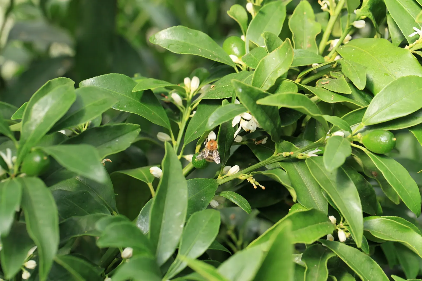 Nagami Kumquat (Fortunella Margarita 'Nagami') — and pruning to maintain shape will keep this vibrant tree flourishing in your landscape design