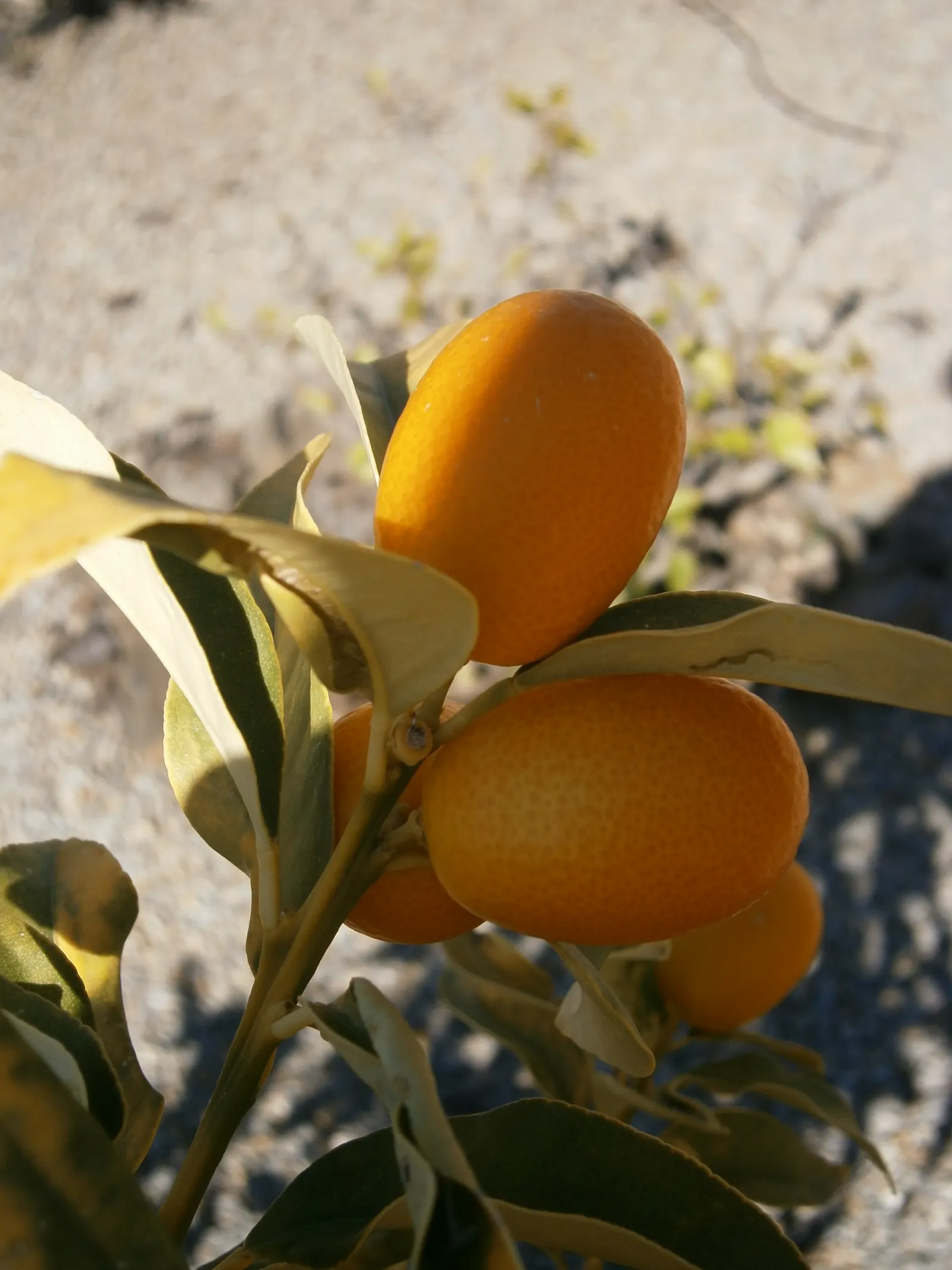 Nagami Kumquat (Fortunella Margarita 'Nagami') — and deliciously tart fruits; the Nagami Kumquat (Fortunella margarita 'Nagami') is an ornamental