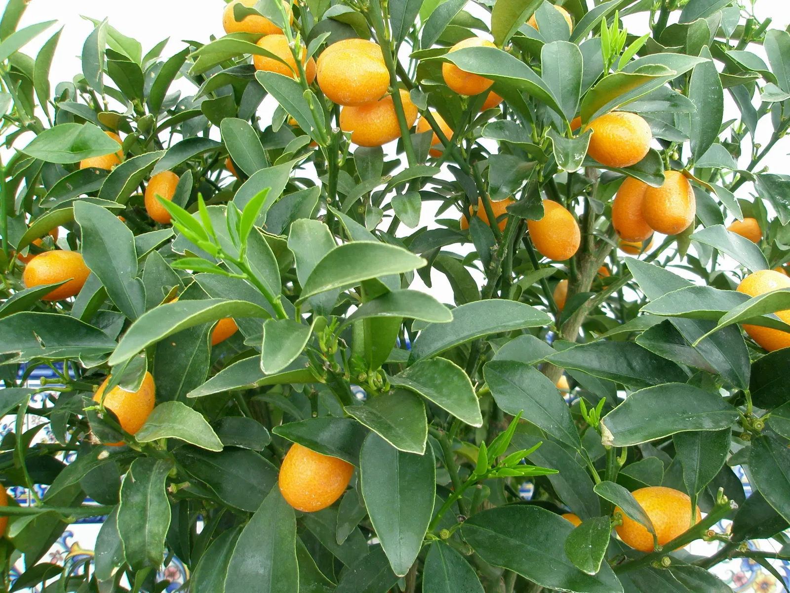 Nagami Kumquat (Fortunella Margarita 'Nagami') — making it an excellent choice for small gardens or as a potted specimen on a, image 35
