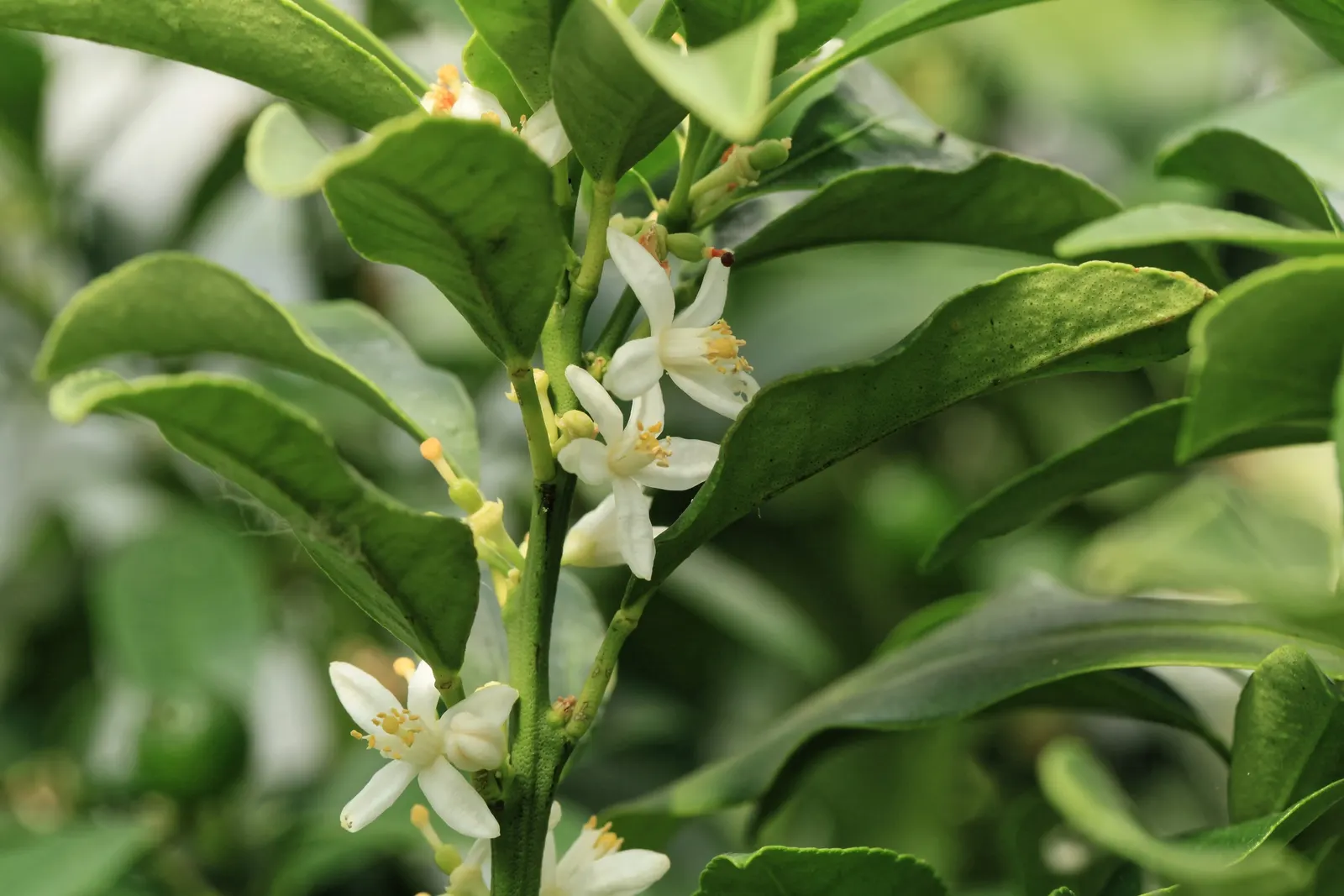 Nagami Kumquat (Fortunella Margarita 'Nagami') — Hardy and drought-tolerant once established