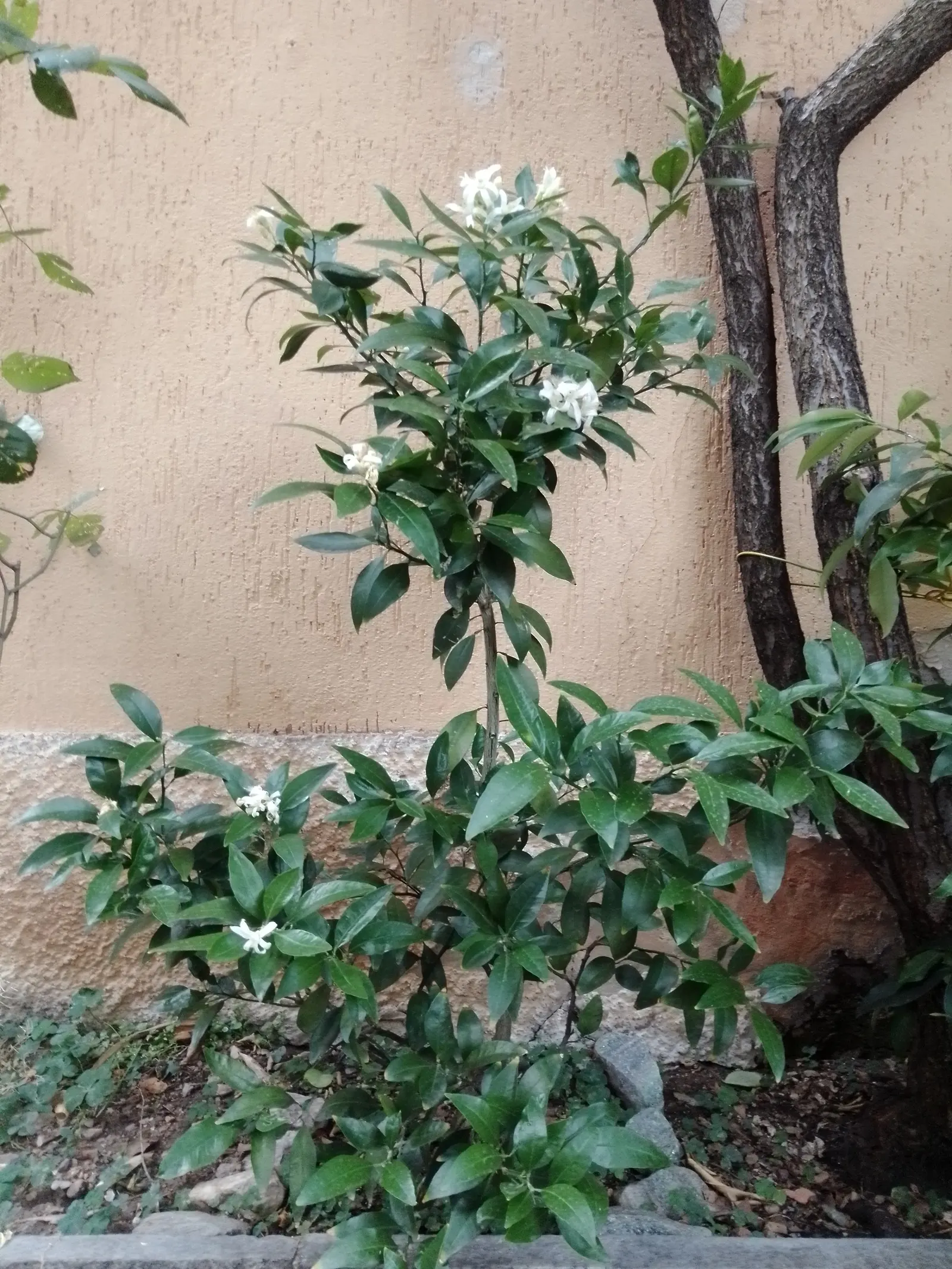 Nagami Kumquat (Fortunella Margarita 'Nagami') — tree with white blooms