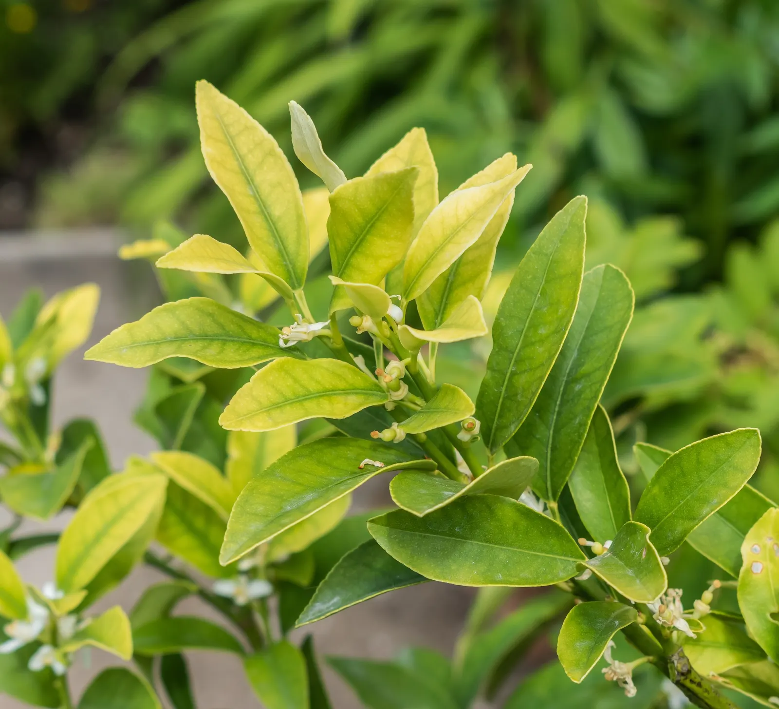 Nagami Kumquat (Fortunella Margarita 'Nagami') — tree for full