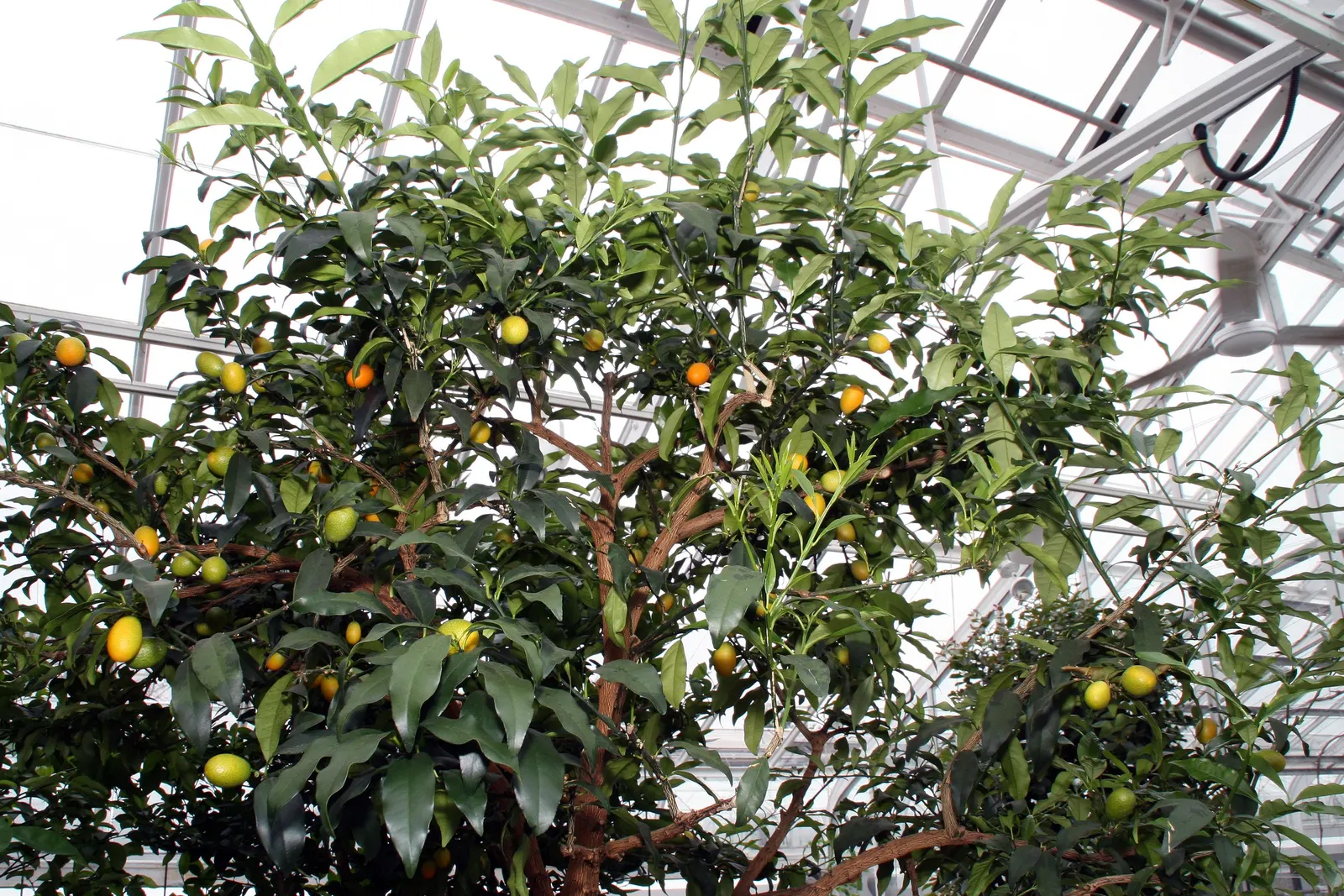 Nagami Kumquat (Fortunella Margarita 'Nagami') — citrus shrub reaching up to 8 feet tall and 6 feet wide