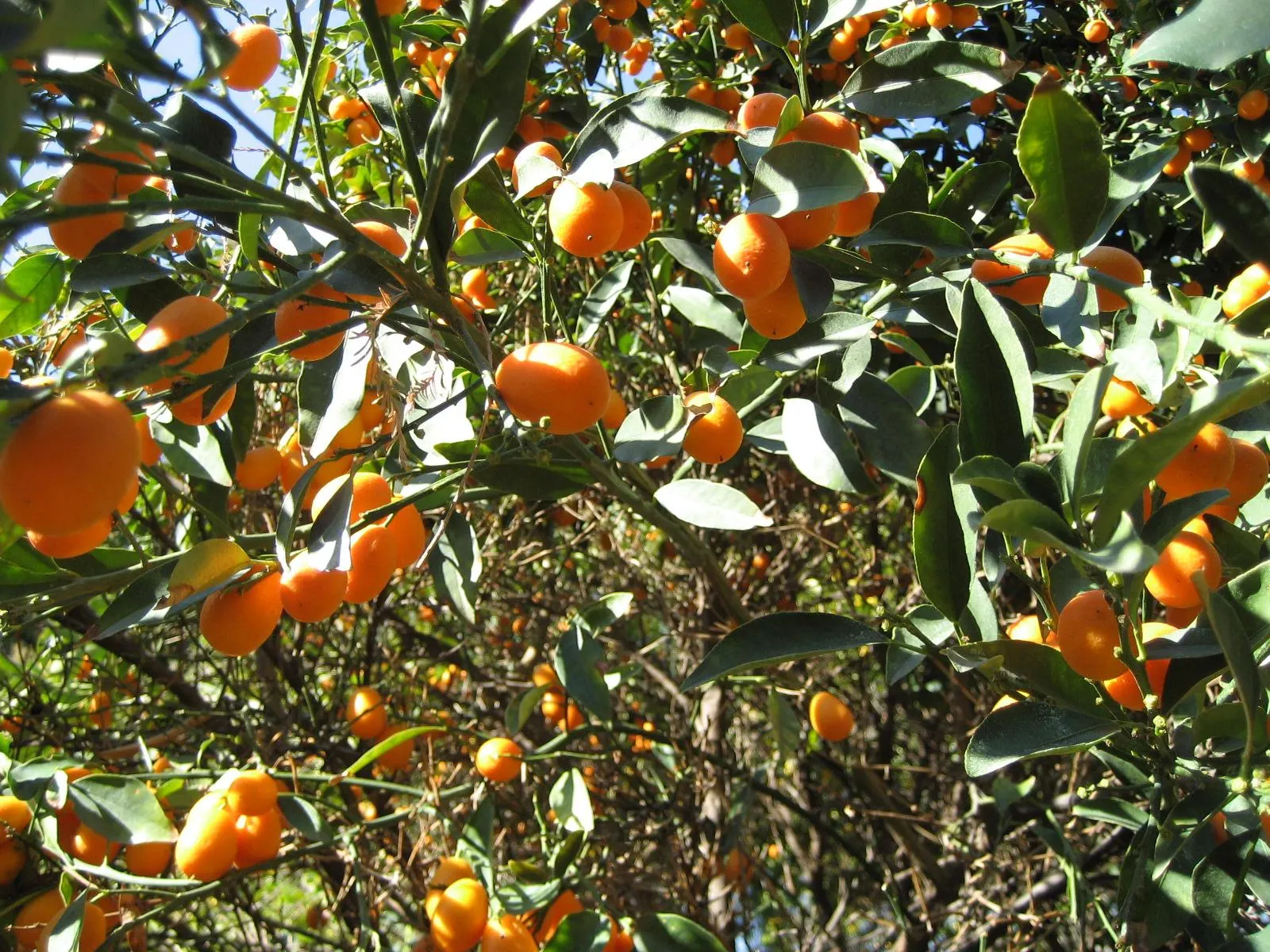 Nagami Kumquat (Fortunella Margarita 'Nagami') — Following the blooming period