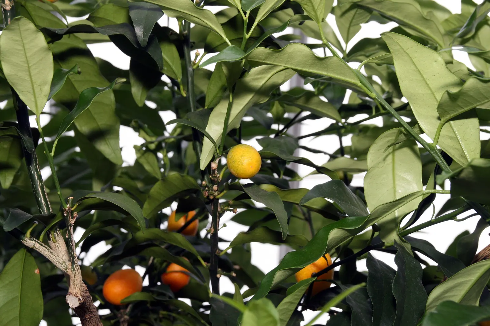 Nagami Kumquat (Fortunella Margarita 'Nagami') — From late winter into early spring
