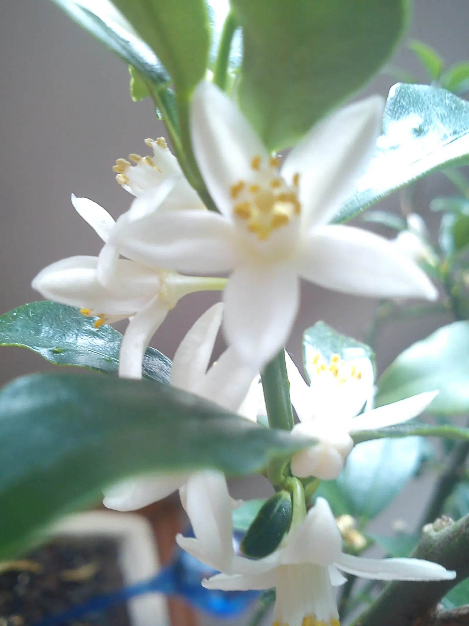 Nagami Kumquat (Fortunella Margarita 'Nagami') — especially during dry spells