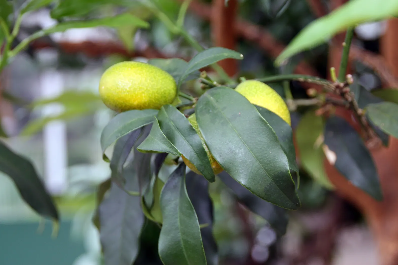 Nagami Kumquat (Fortunella Margarita 'Nagami') — this tree can tolerate temperatures down to about 20&deg;F