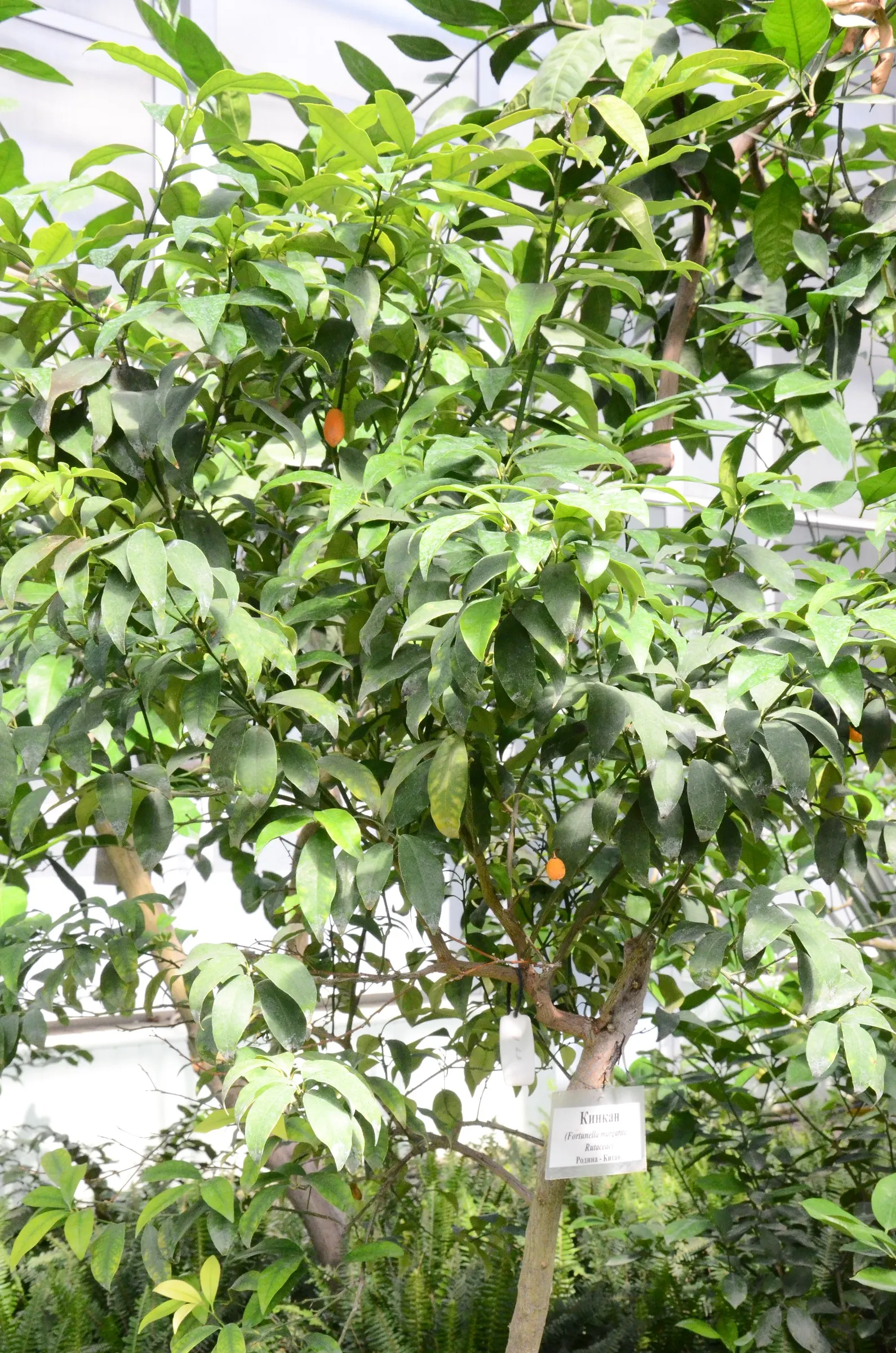 Nagami Kumquat (Fortunella Margarita 'Nagami') — Hardy in USDA zones 9 through 10