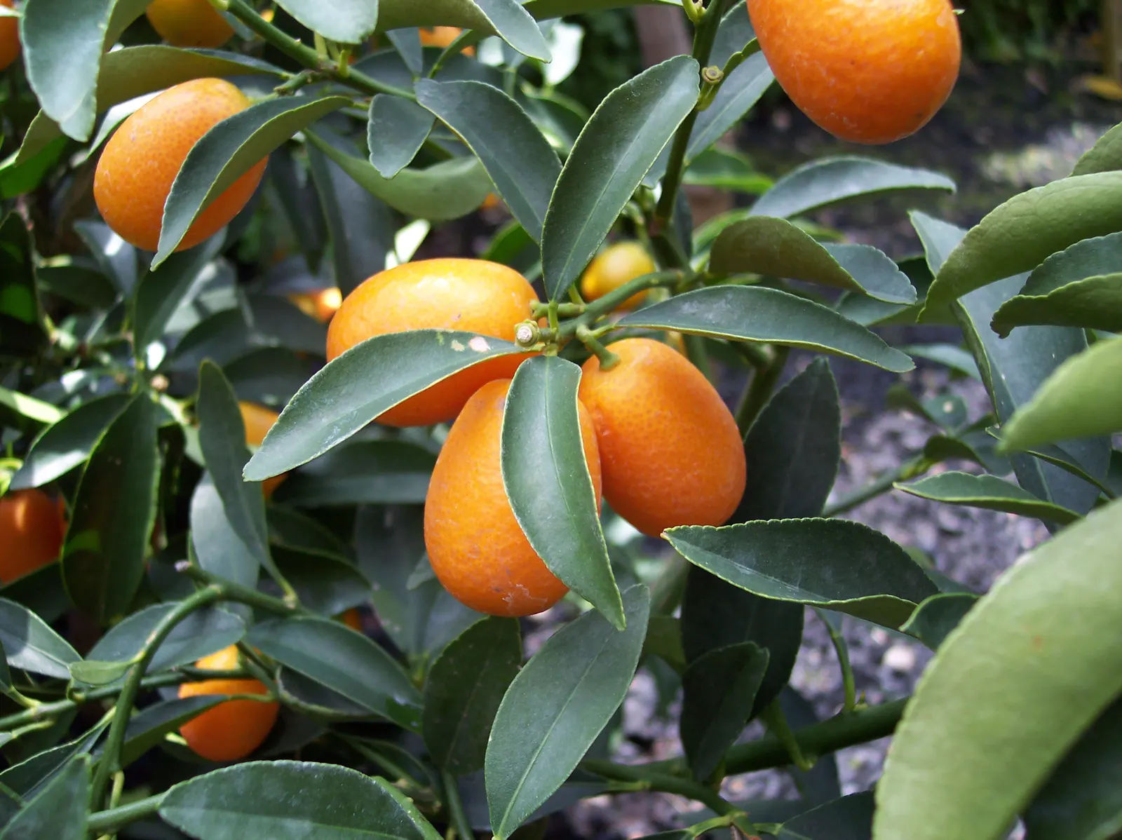 Nagami Kumquat (Fortunella Margarita 'Nagami') — The Nagami Kumquat (Fortunella margarita 'Nagami') is an ornamental; thriving in USDA zones 9 to 11, it
