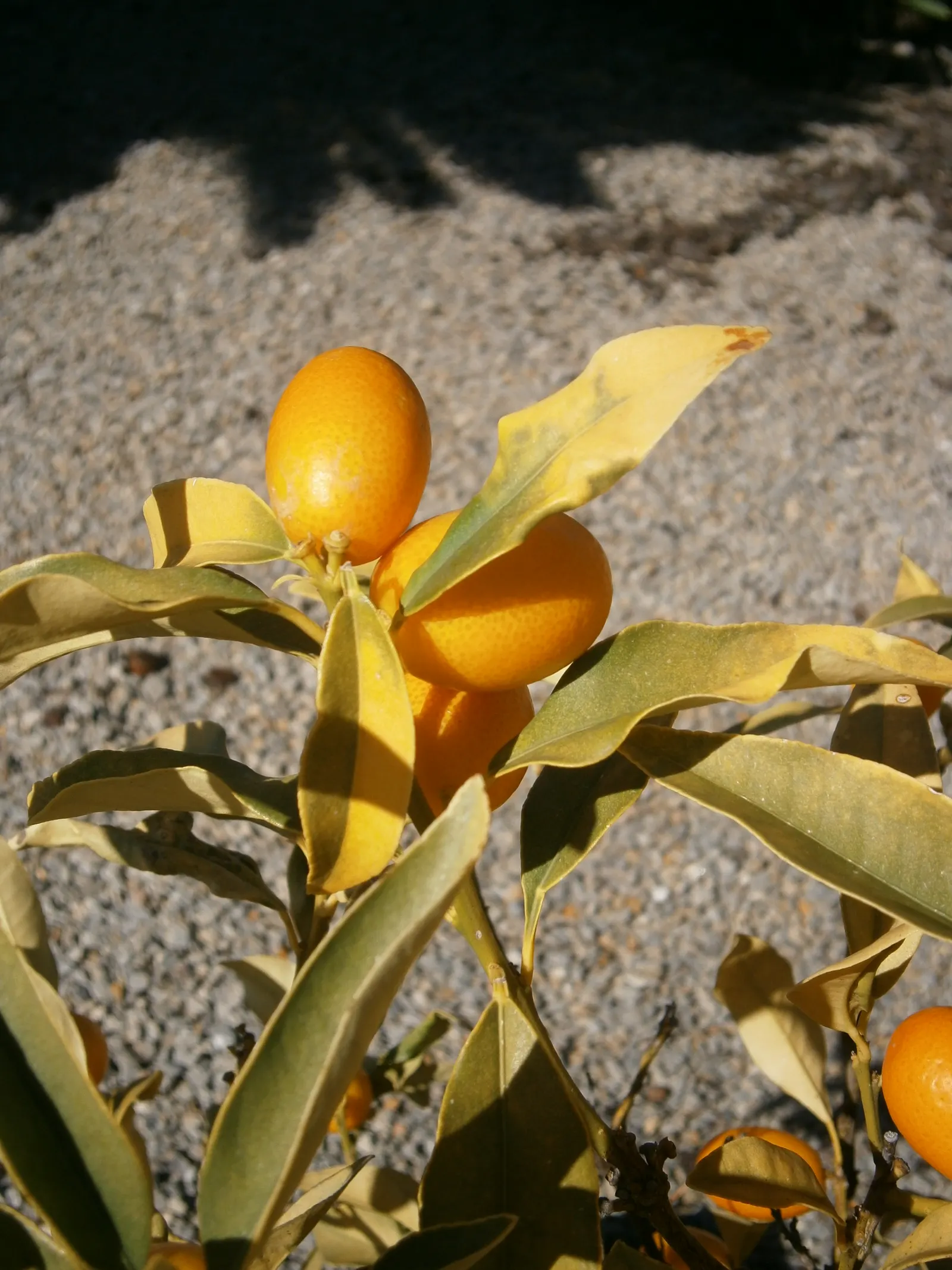 Nagami Kumquat (Fortunella Margarita 'Nagami') — Hardy and drought-tolerant once established; fragrant flowers adding subtle charm and a delicate fragrance