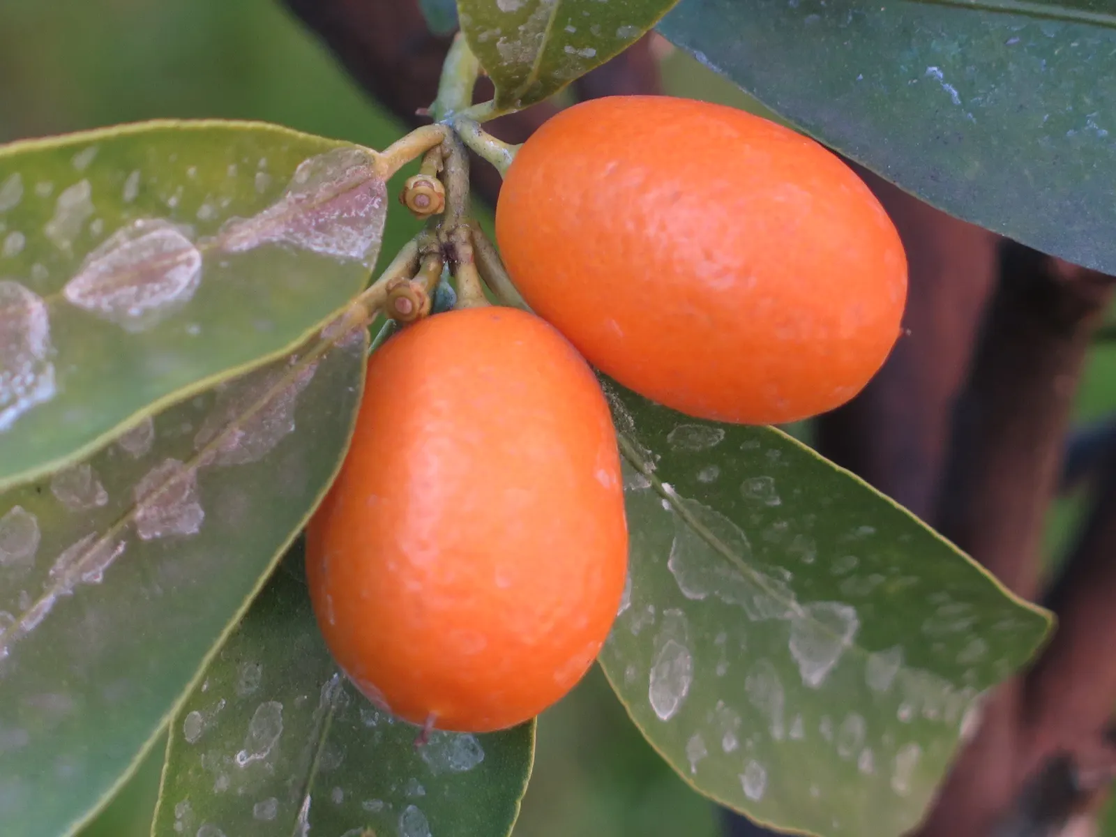 Nagami Kumquat (Fortunella Margarita 'Nagami') — and deliciously tart fruits