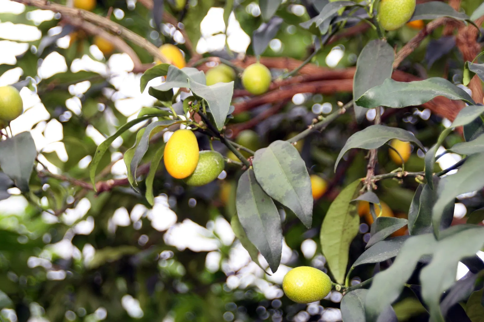 Nagami Kumquat (Fortunella Margarita 'Nagami') — These fruits can be eaten whole